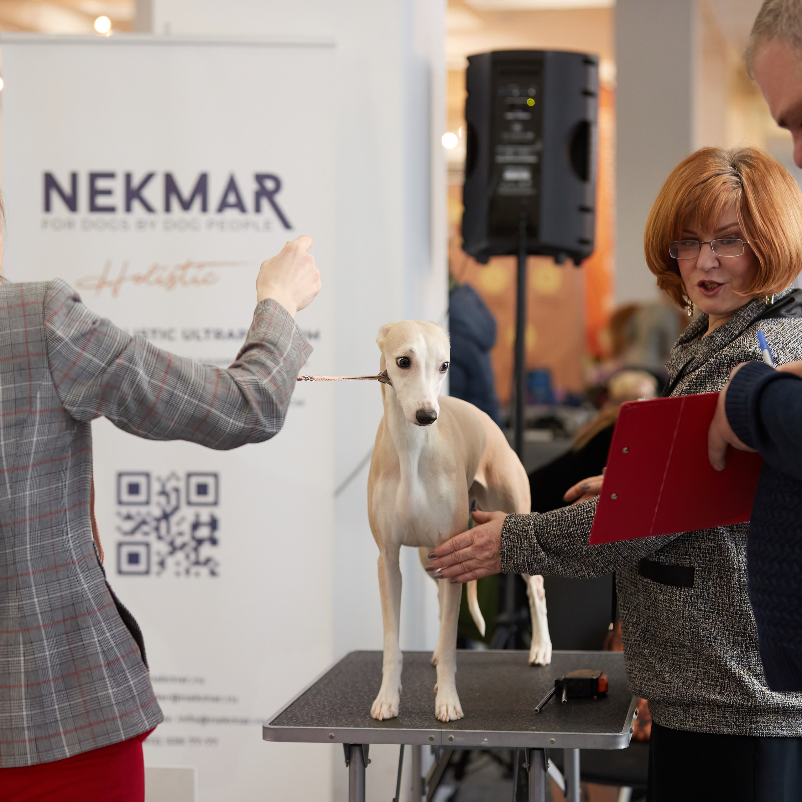 10-11.02.2024 ВЫСТАВКА СОБАК ВСЕХ ПОРОД (САС, ЧФ). Кинологический клуб РКФ РФСС СЕНСАЦИЯ