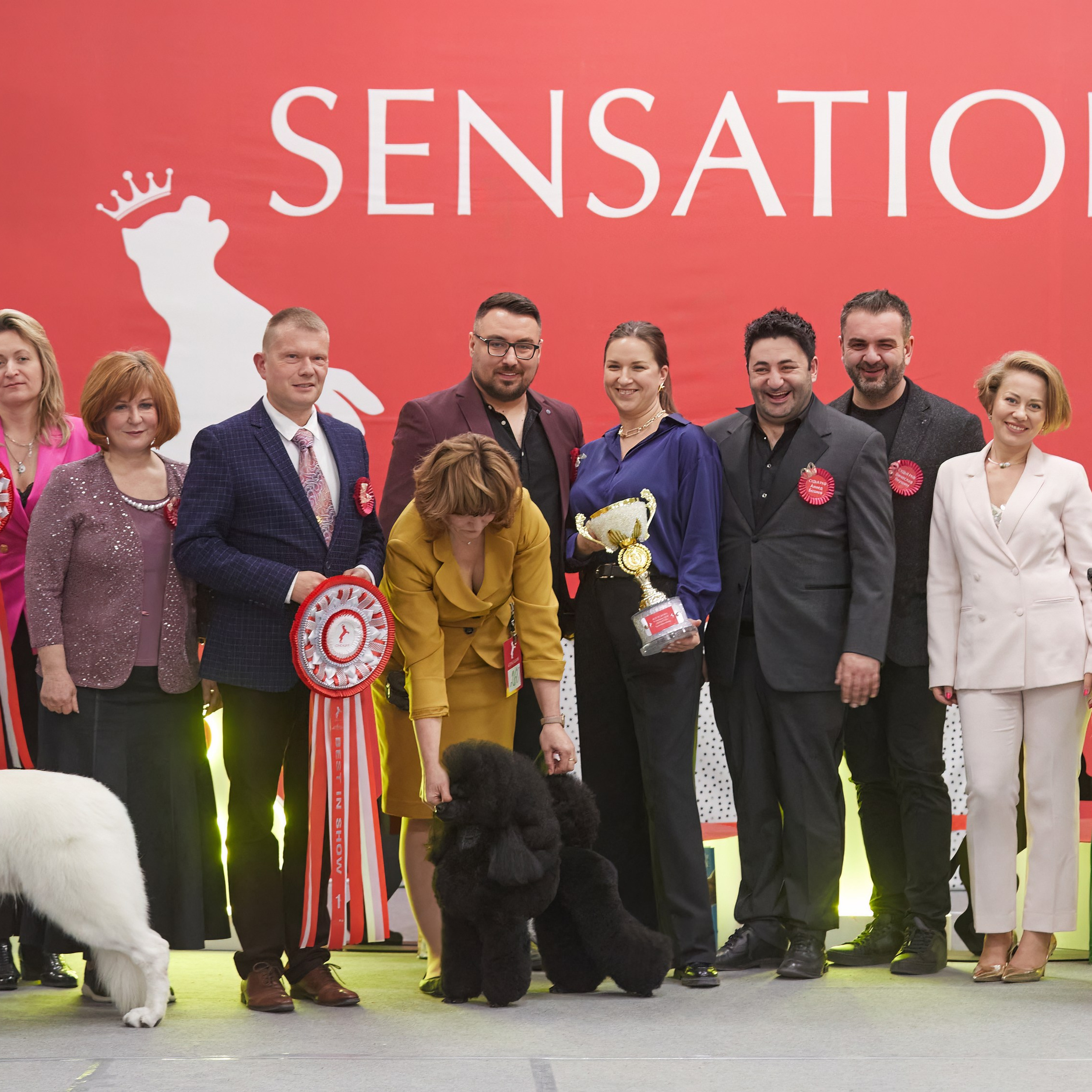 10-11.02.2024 ВЫСТАВКА СОБАК ВСЕХ ПОРОД (САС, ЧФ). Кинологический клуб РКФ РФСС СЕНСАЦИЯ