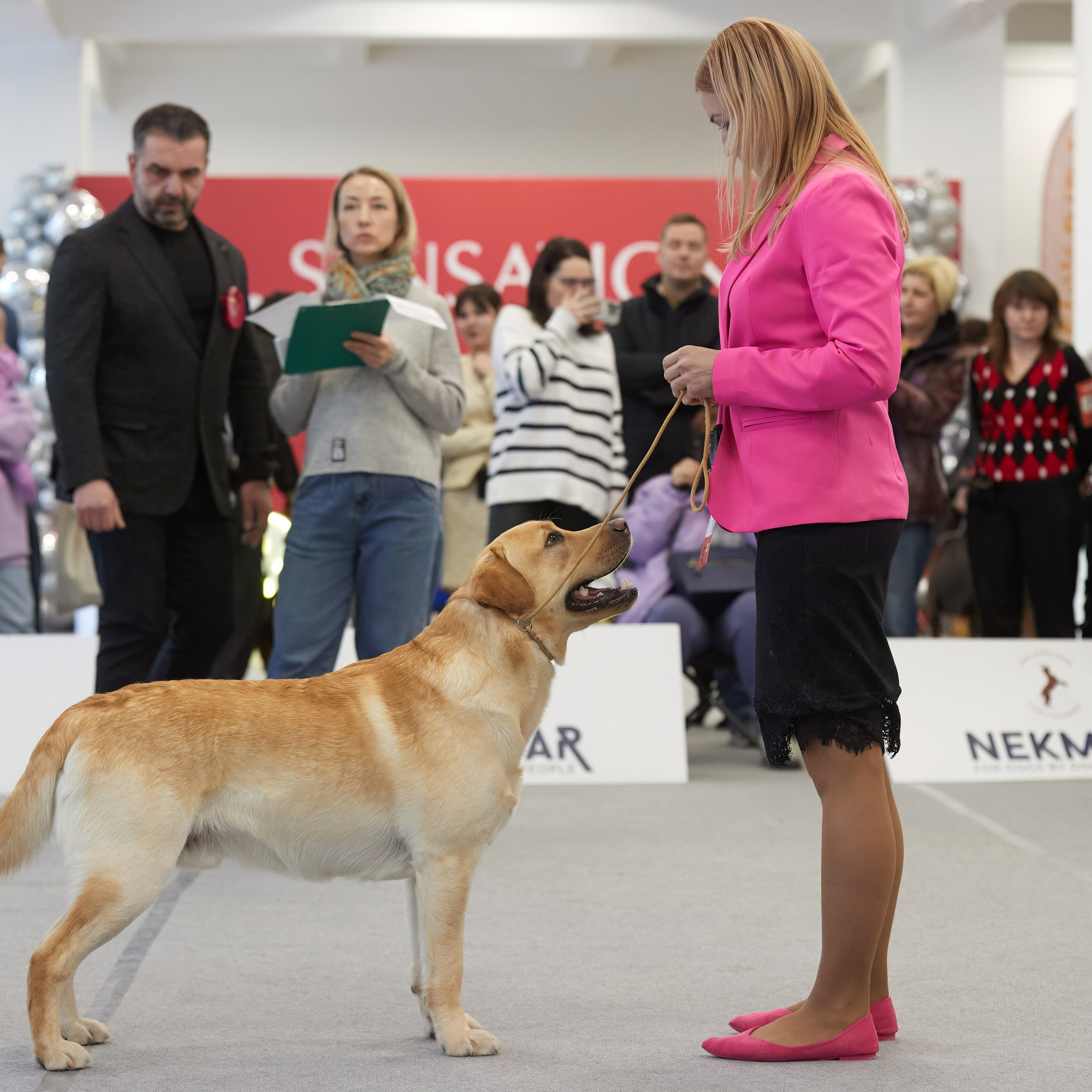 10-11.02.2024 ВЫСТАВКА СОБАК ВСЕХ ПОРОД (САС, ЧФ). Кинологический клуб РКФ РФСС СЕНСАЦИЯ