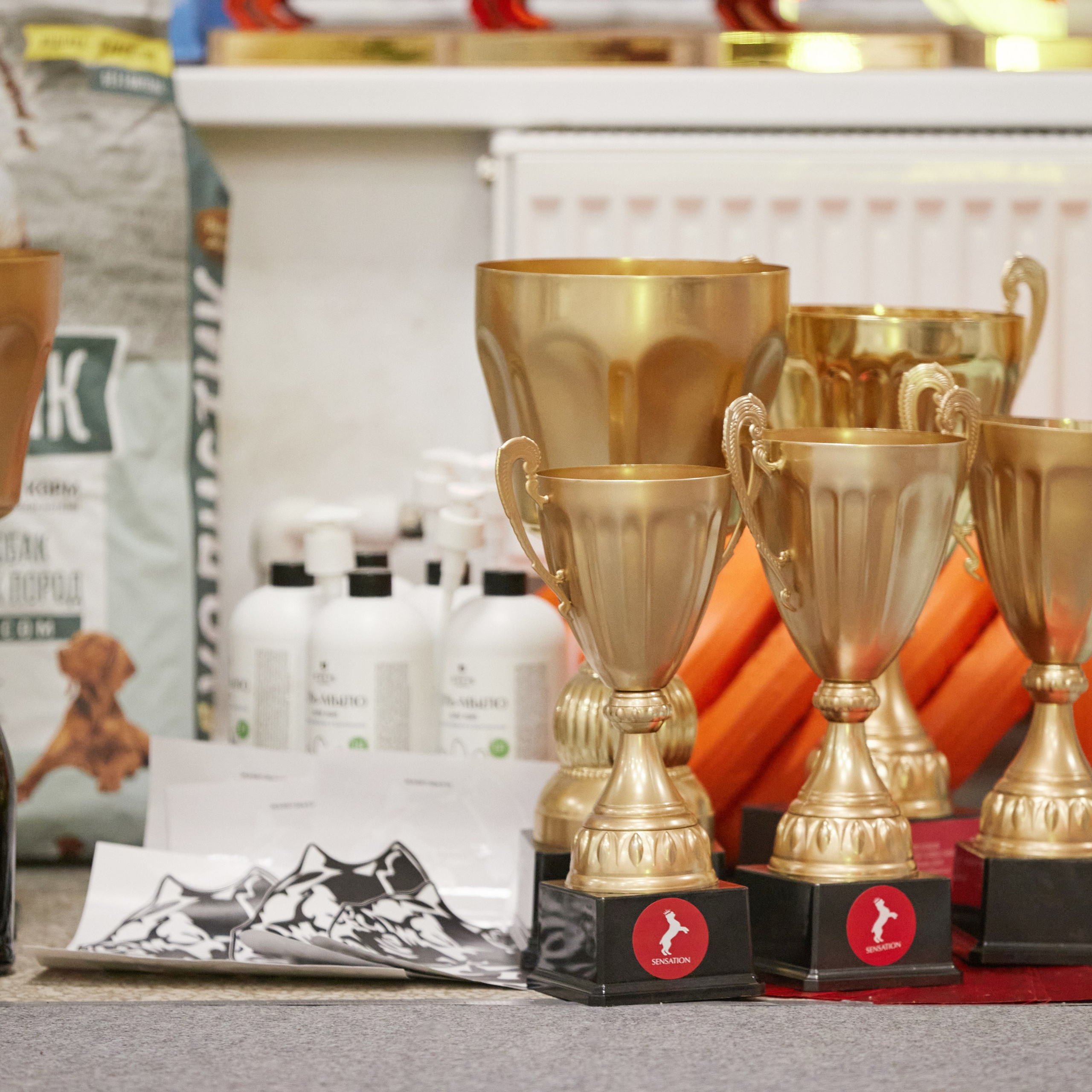 10-11.02.2024 ВЫСТАВКА СОБАК ВСЕХ ПОРОД (САС, ЧФ). Кинологический клуб РКФ РФСС СЕНСАЦИЯ