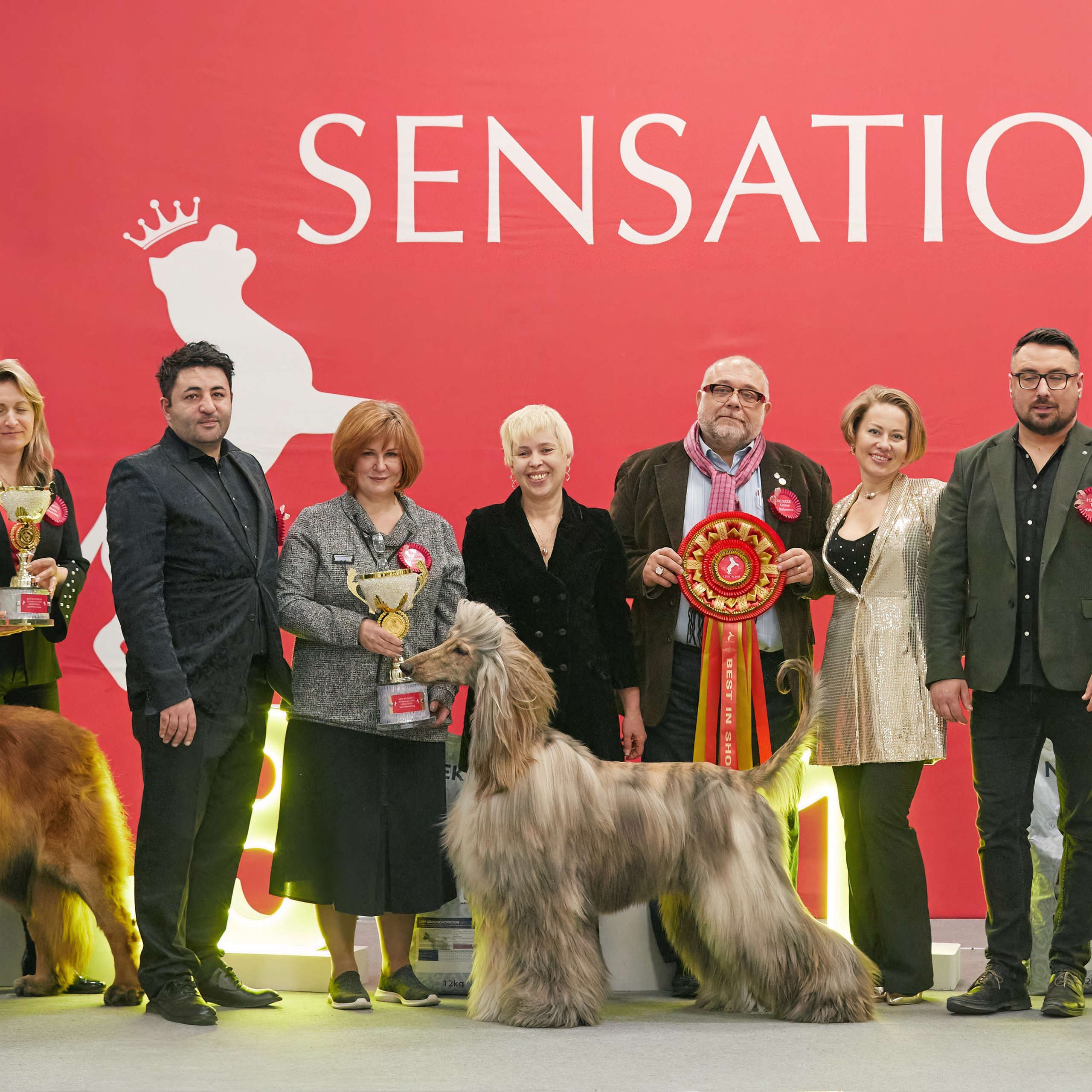 10-11.02.2024 ВЫСТАВКА СОБАК ВСЕХ ПОРОД (САС, ЧФ). Кинологический клуб РКФ РФСС СЕНСАЦИЯ