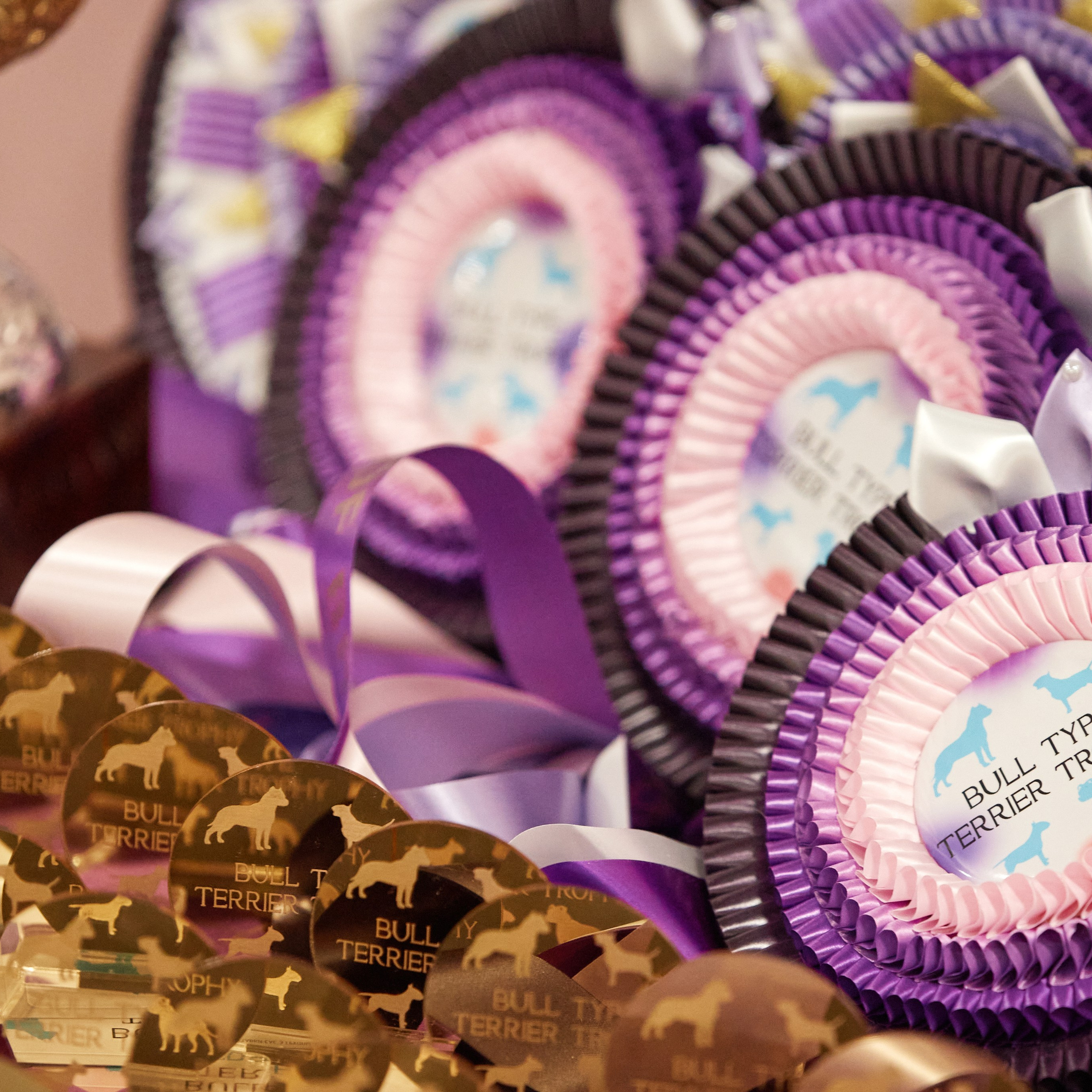 10-11.02.2024 ВЫСТАВКА СОБАК ВСЕХ ПОРОД (САС, ЧФ). Кинологический клуб РКФ РФСС СЕНСАЦИЯ