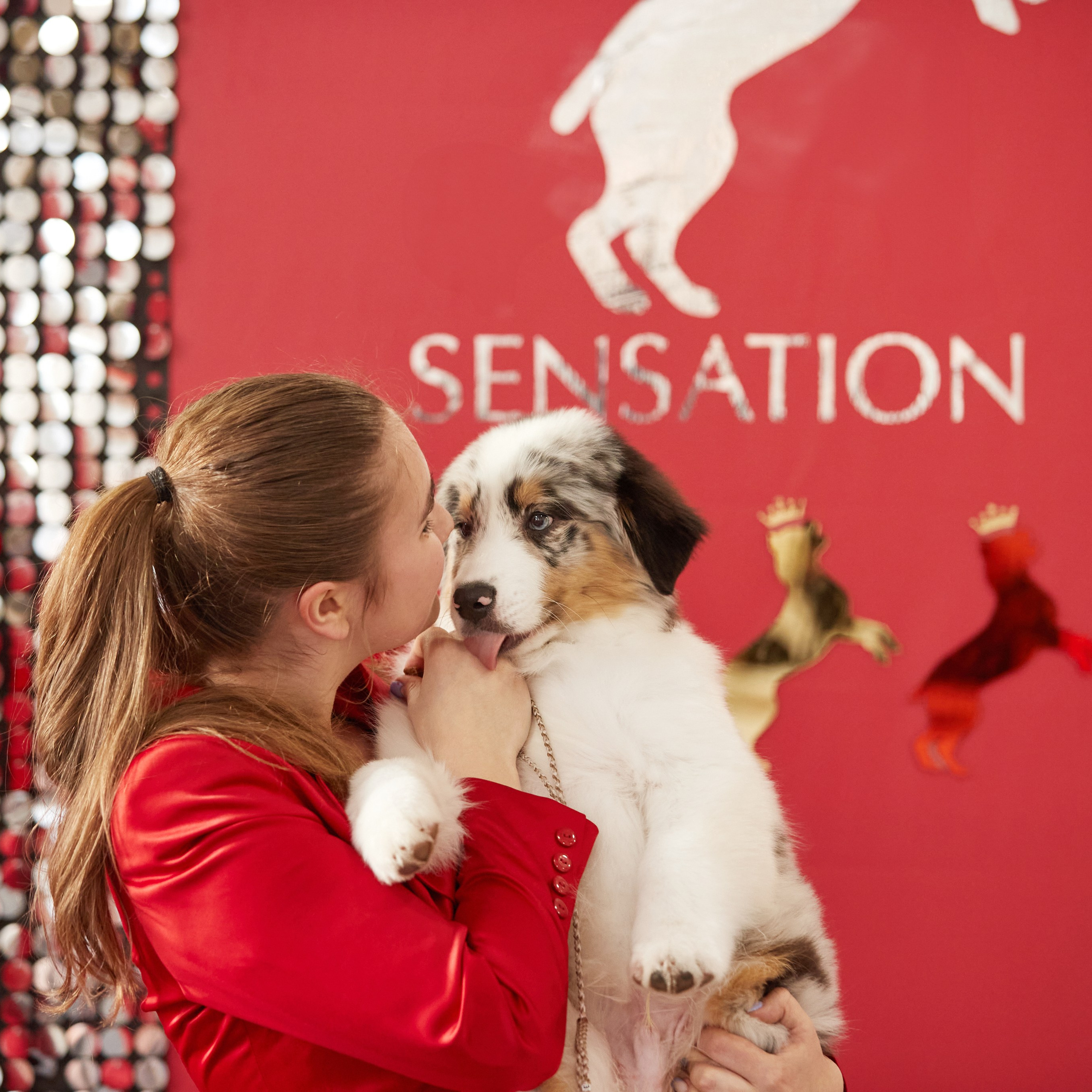10-11.02.2024 ВЫСТАВКА СОБАК ВСЕХ ПОРОД (САС, ЧФ). Кинологический клуб РКФ РФСС СЕНСАЦИЯ