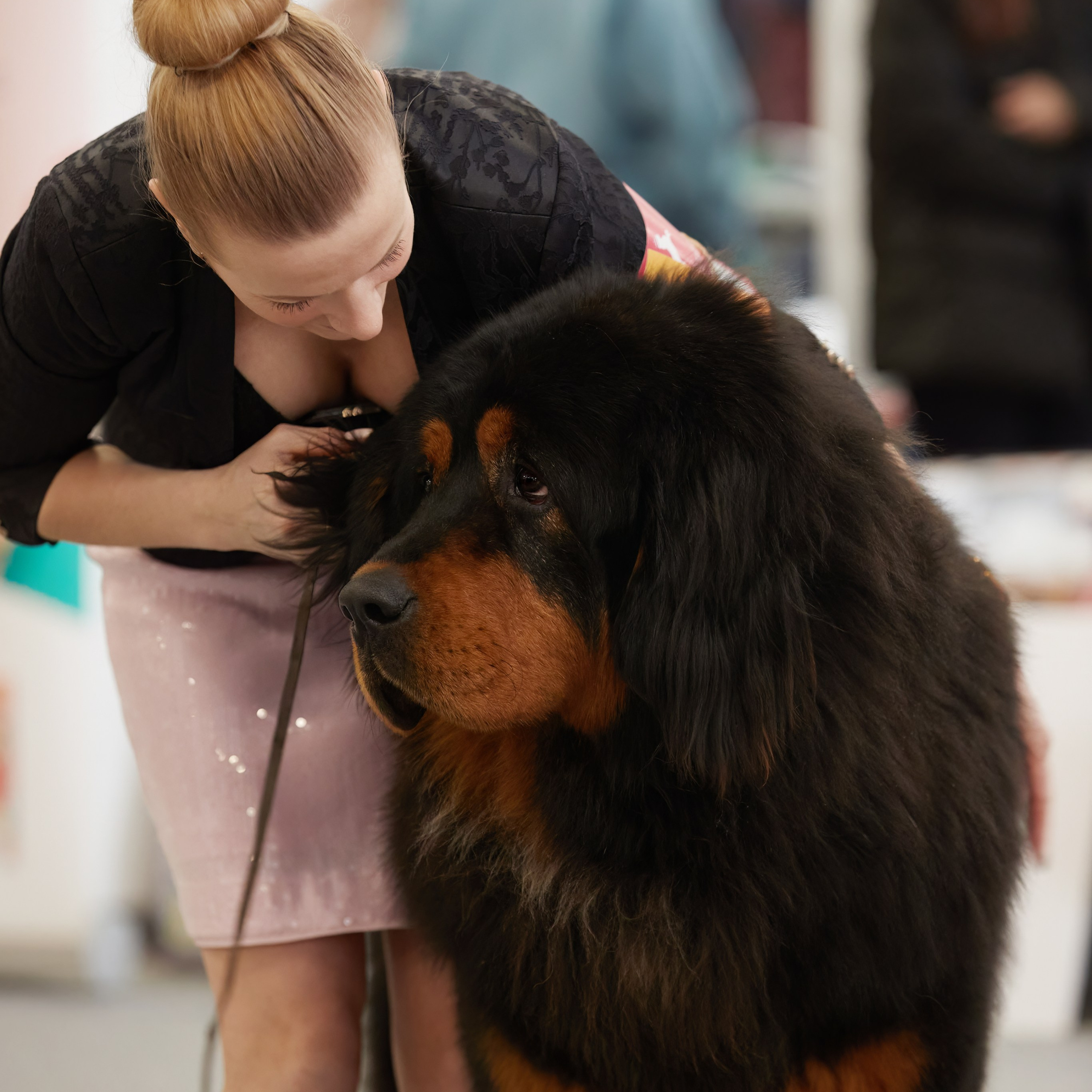 10-11.02.2024 ВЫСТАВКА СОБАК ВСЕХ ПОРОД (САС, ЧФ). Кинологический клуб РКФ РФСС СЕНСАЦИЯ