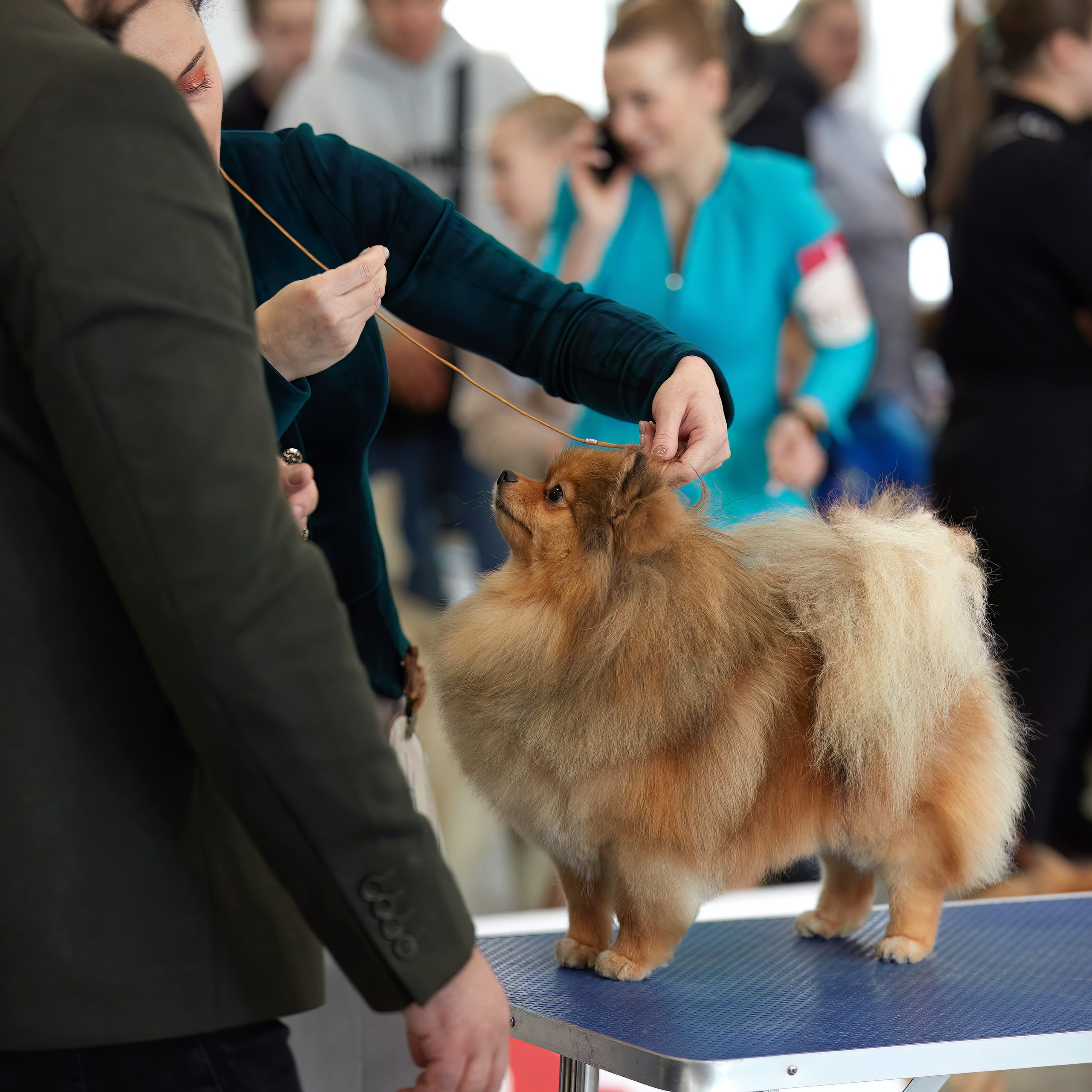 10-11.02.2024 ВЫСТАВКА СОБАК ВСЕХ ПОРОД (САС, ЧФ). Кинологический клуб РКФ РФСС СЕНСАЦИЯ