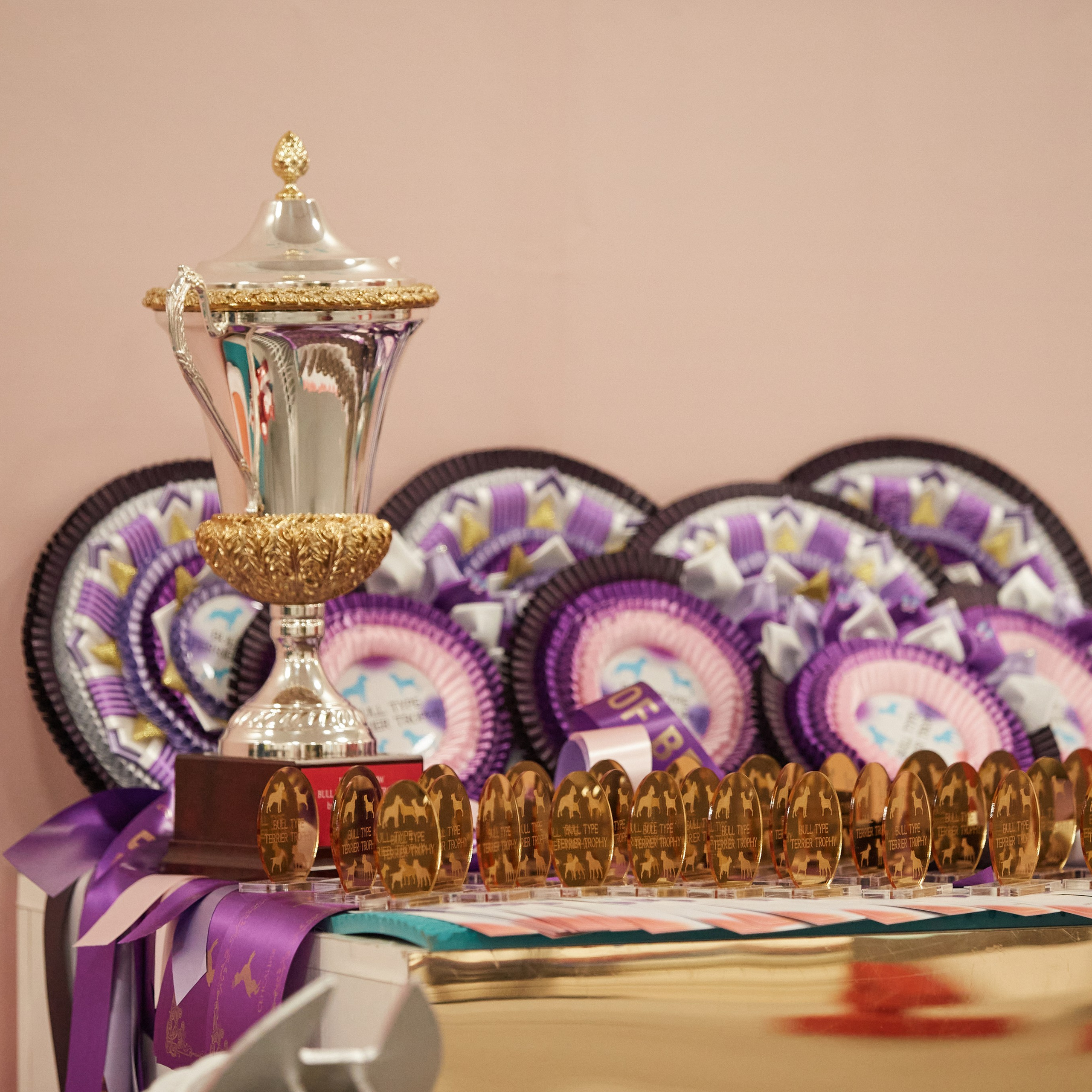 10-11.02.2024 ВЫСТАВКА СОБАК ВСЕХ ПОРОД (САС, ЧФ). Кинологический клуб РКФ РФСС СЕНСАЦИЯ