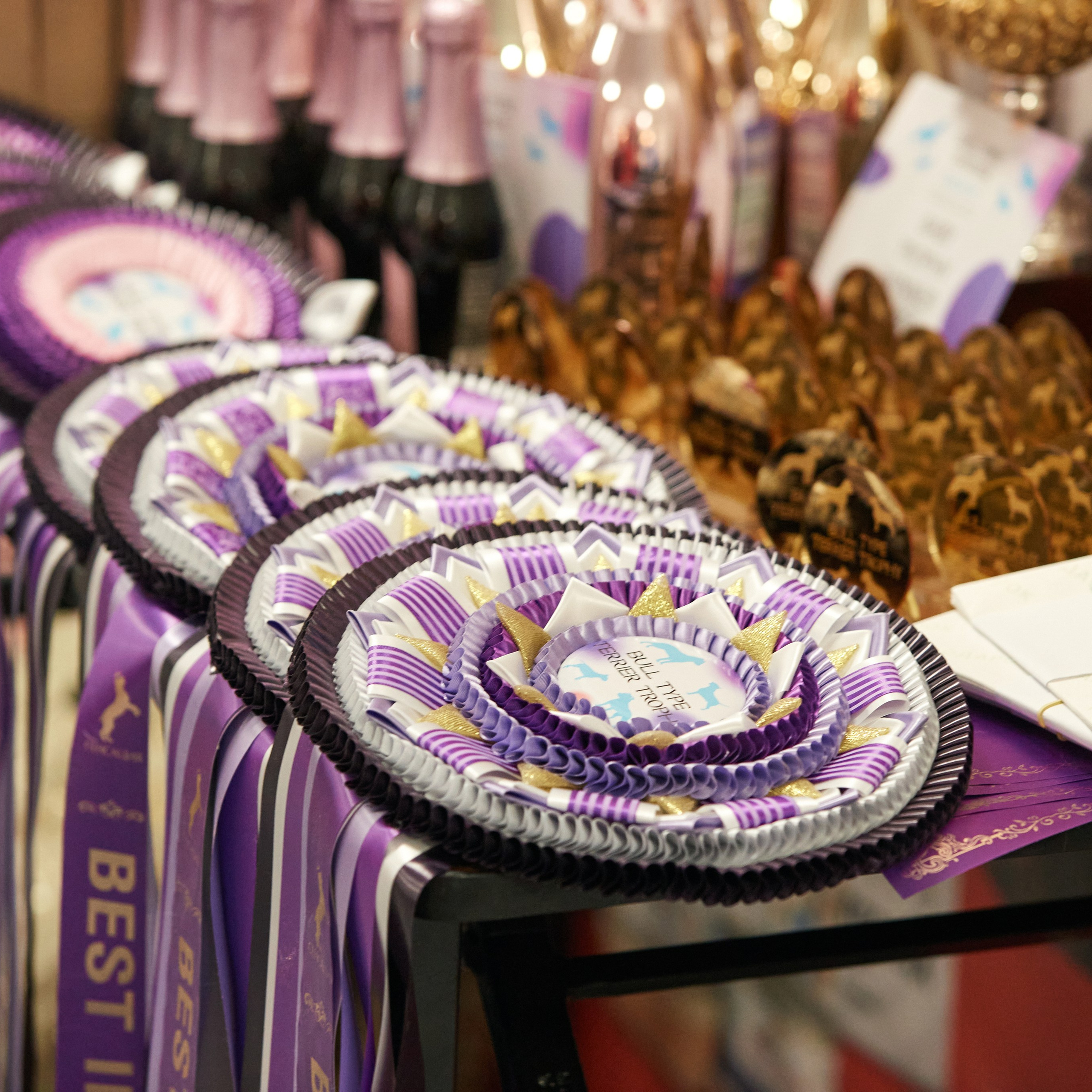 10-11.02.2024 ВЫСТАВКА СОБАК ВСЕХ ПОРОД (САС, ЧФ). Кинологический клуб РКФ РФСС СЕНСАЦИЯ