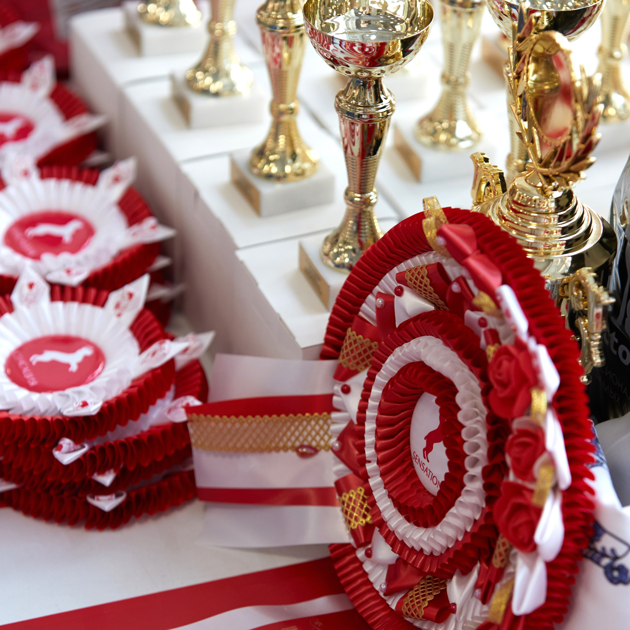 10-11.02.2024 ВЫСТАВКА СОБАК ВСЕХ ПОРОД (САС, ЧФ). Кинологический клуб РКФ РФСС СЕНСАЦИЯ