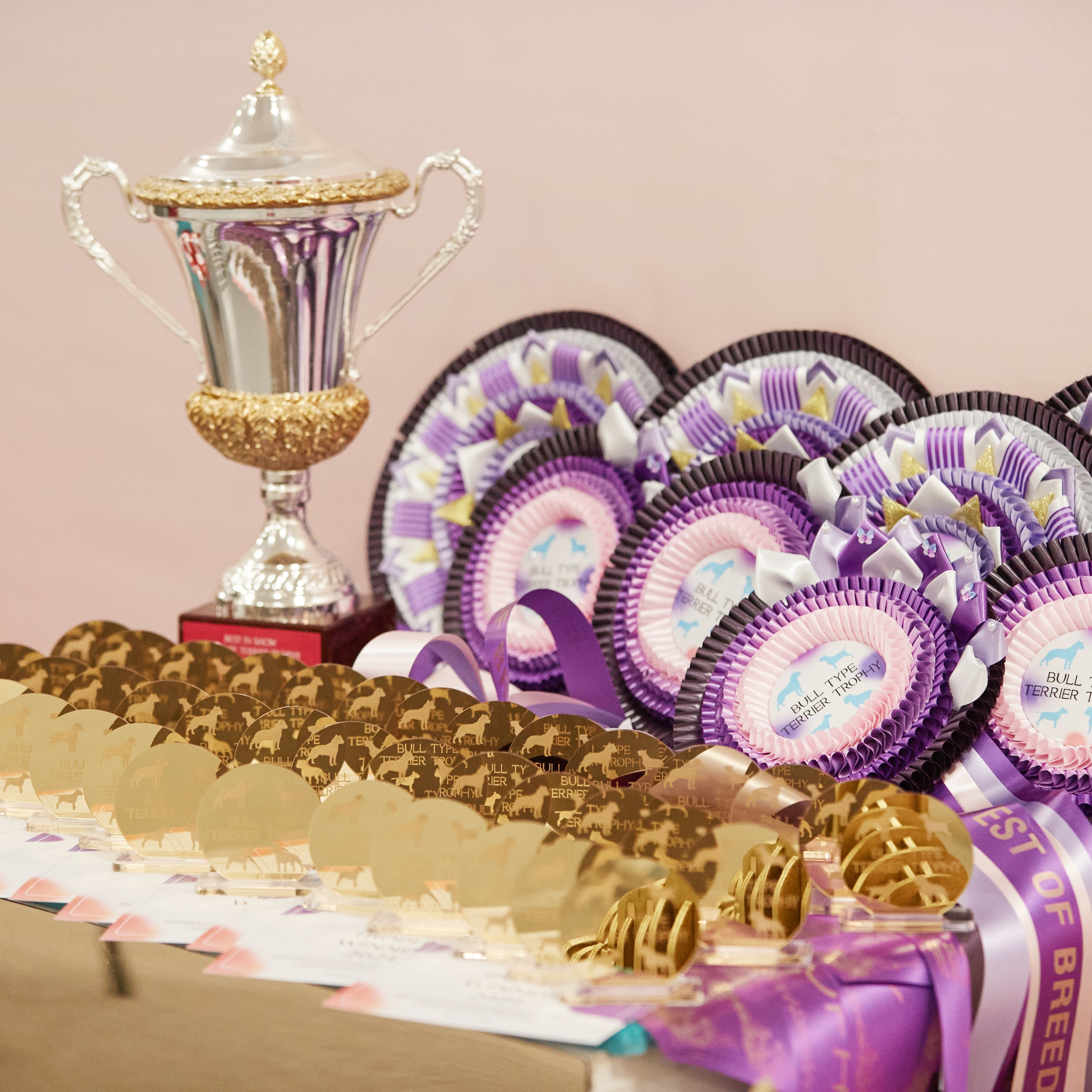 10-11.02.2024 ВЫСТАВКА СОБАК ВСЕХ ПОРОД (САС, ЧФ). Кинологический клуб РКФ РФСС СЕНСАЦИЯ