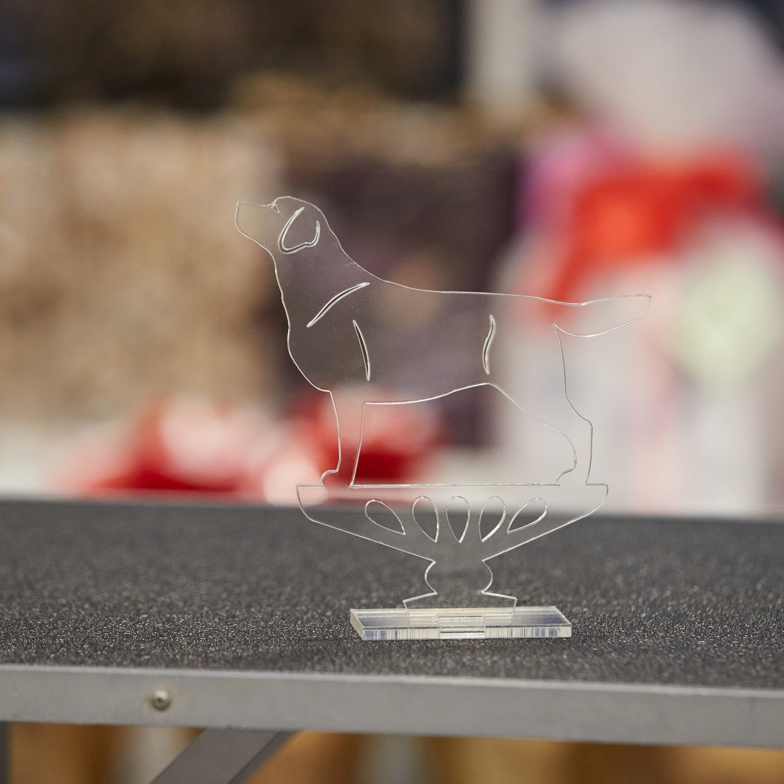 10-11.02.2024 ВЫСТАВКА СОБАК ВСЕХ ПОРОД (САС, ЧФ). Кинологический клуб РКФ РФСС СЕНСАЦИЯ