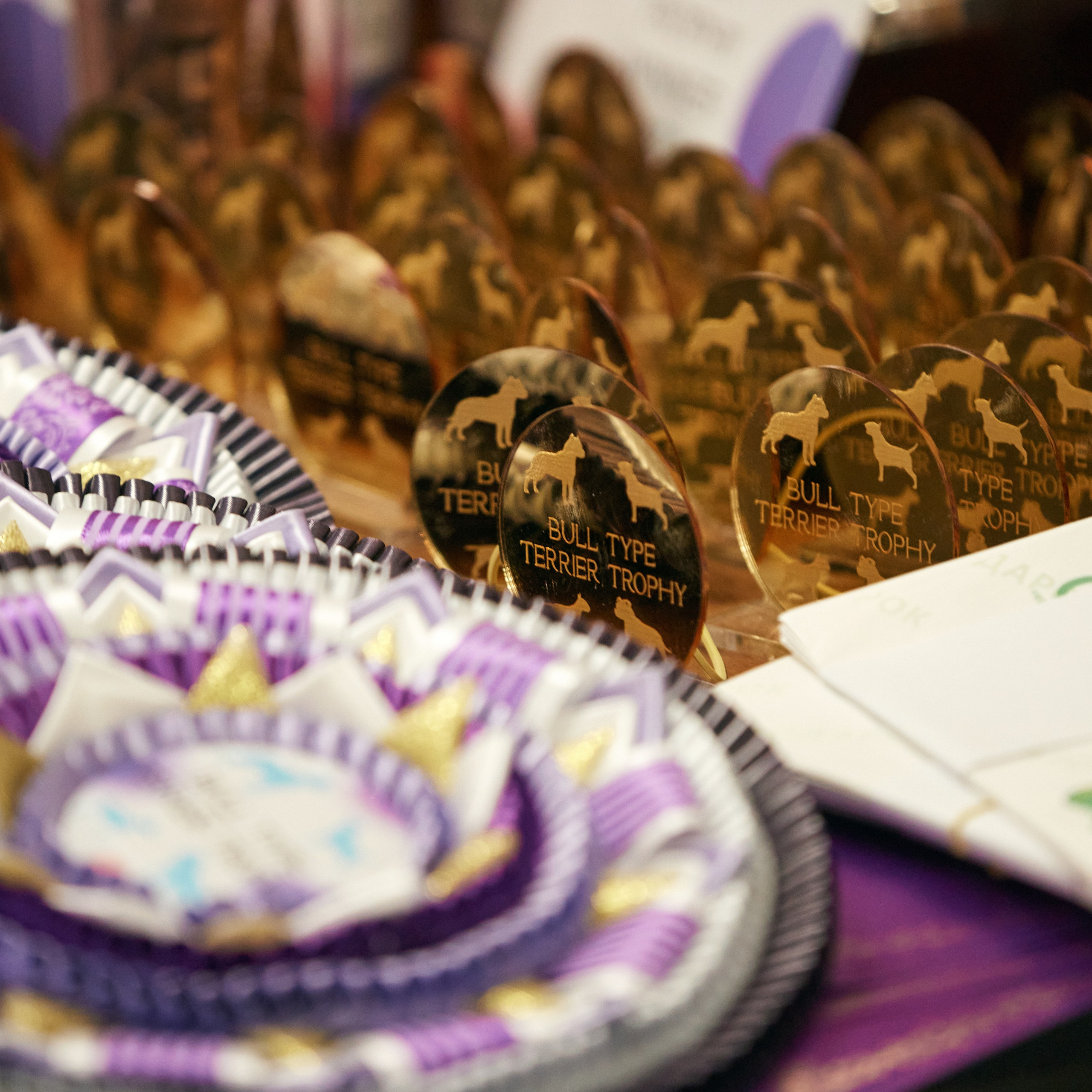 10-11.02.2024 ВЫСТАВКА СОБАК ВСЕХ ПОРОД (САС, ЧФ). Кинологический клуб РКФ РФСС СЕНСАЦИЯ