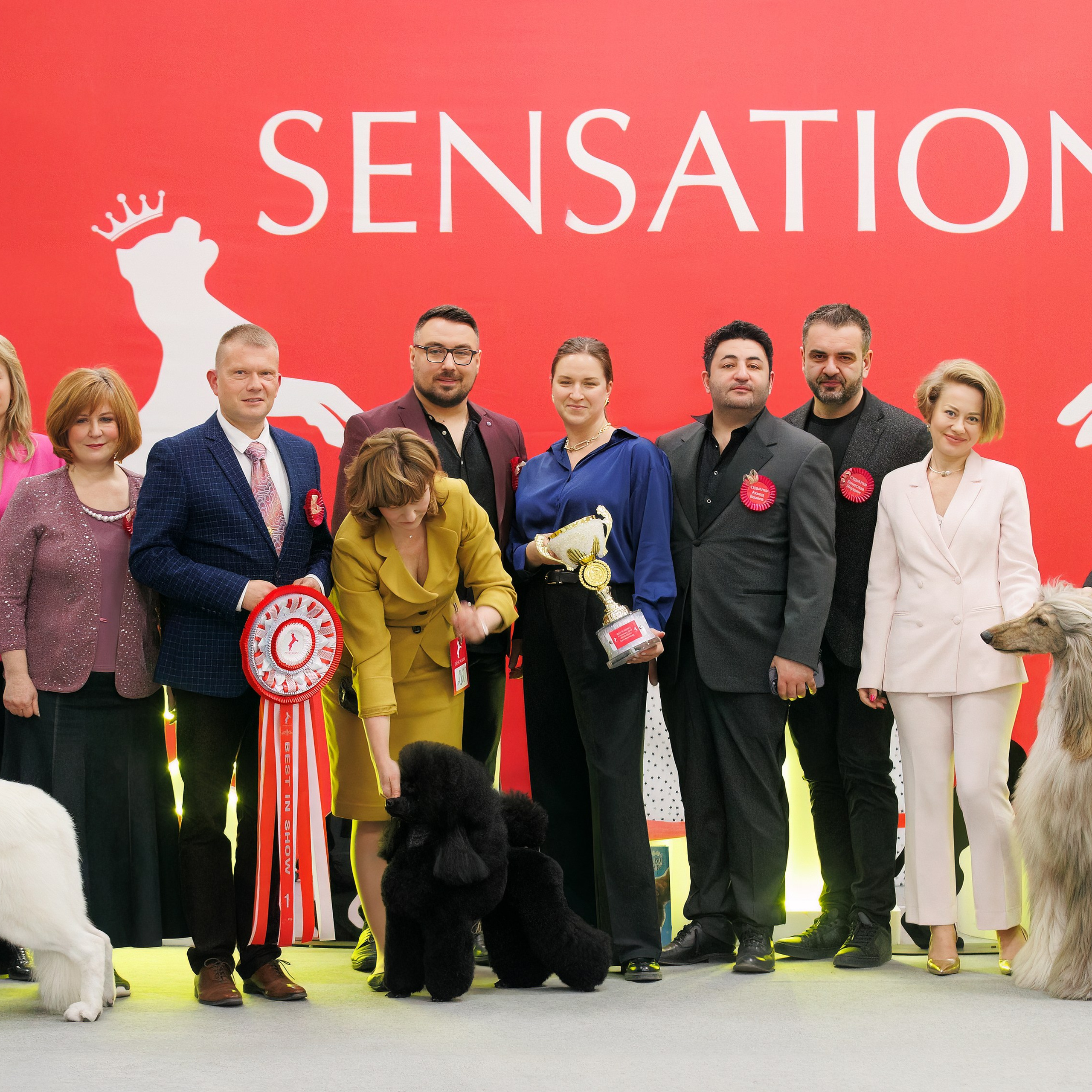 10-11.02.2024 ВЫСТАВКА СОБАК ВСЕХ ПОРОД (САС, ЧФ). Кинологический клуб РКФ РФСС СЕНСАЦИЯ