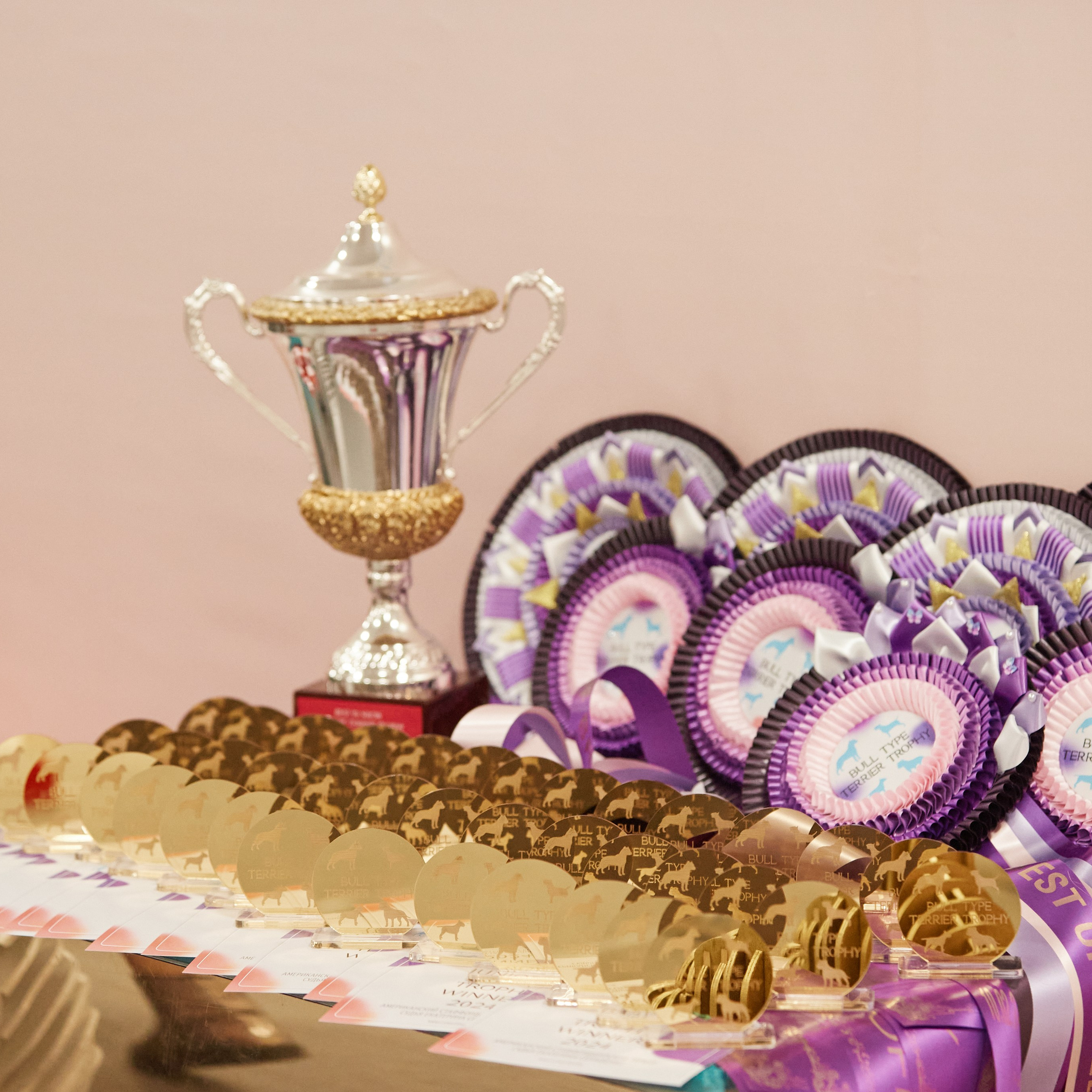 10-11.02.2024 ВЫСТАВКА СОБАК ВСЕХ ПОРОД (САС, ЧФ). Кинологический клуб РКФ РФСС СЕНСАЦИЯ