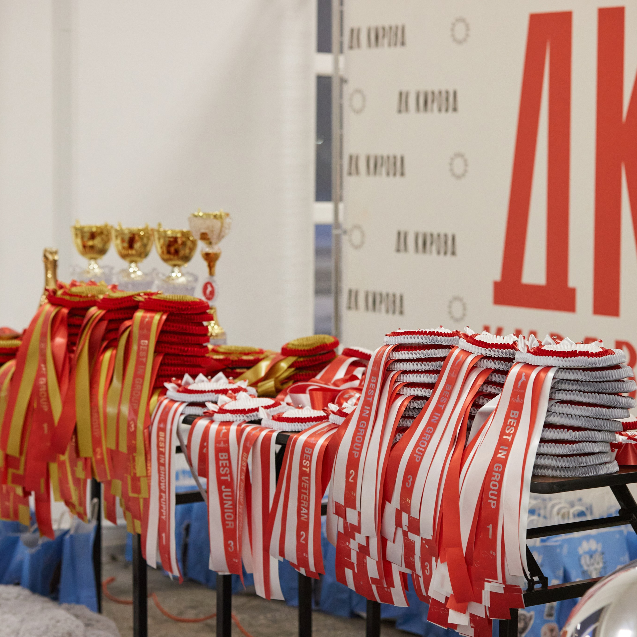 10-11.02.2024 ВЫСТАВКА СОБАК ВСЕХ ПОРОД (САС, ЧФ). Кинологический клуб РКФ РФСС СЕНСАЦИЯ