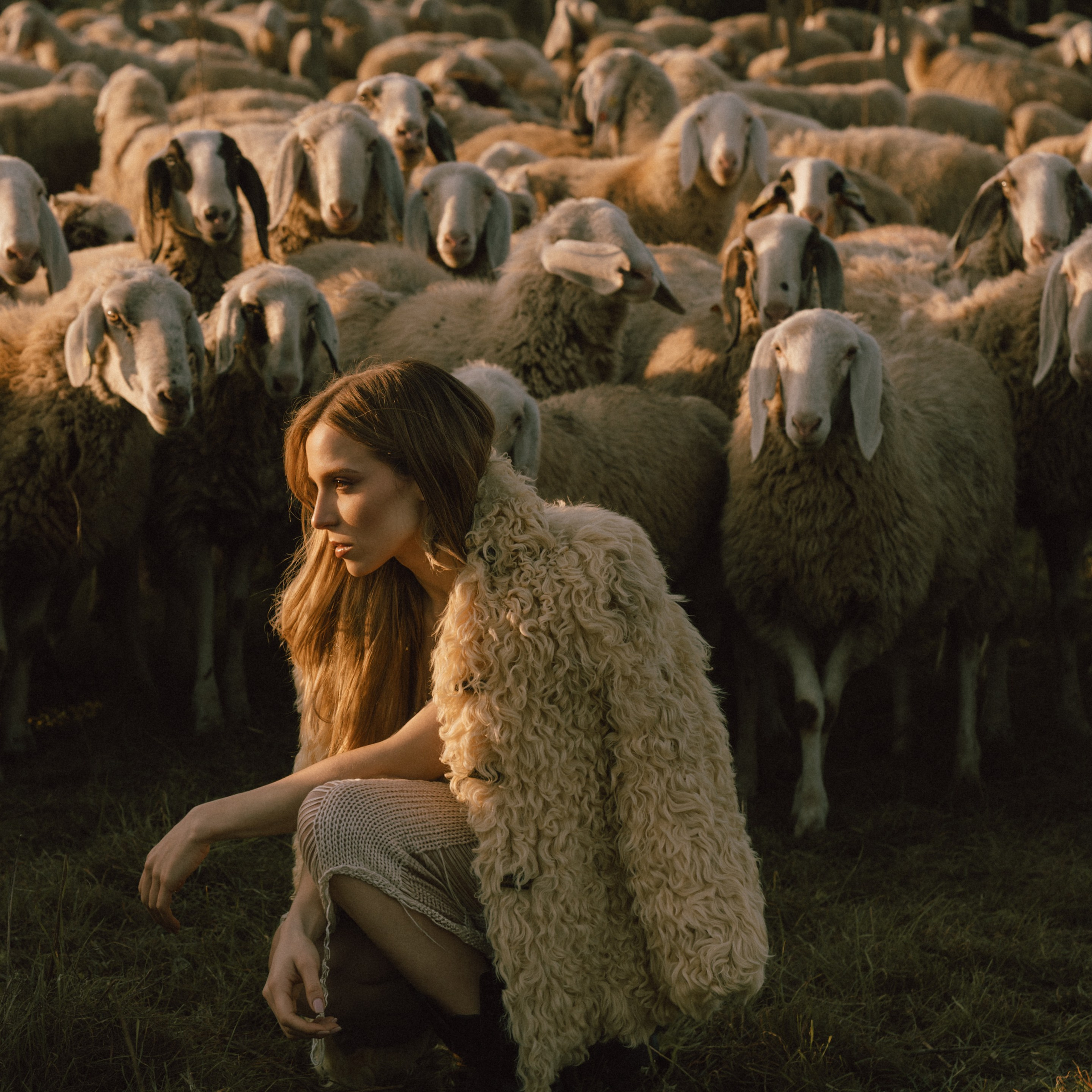 A thousand sheeps