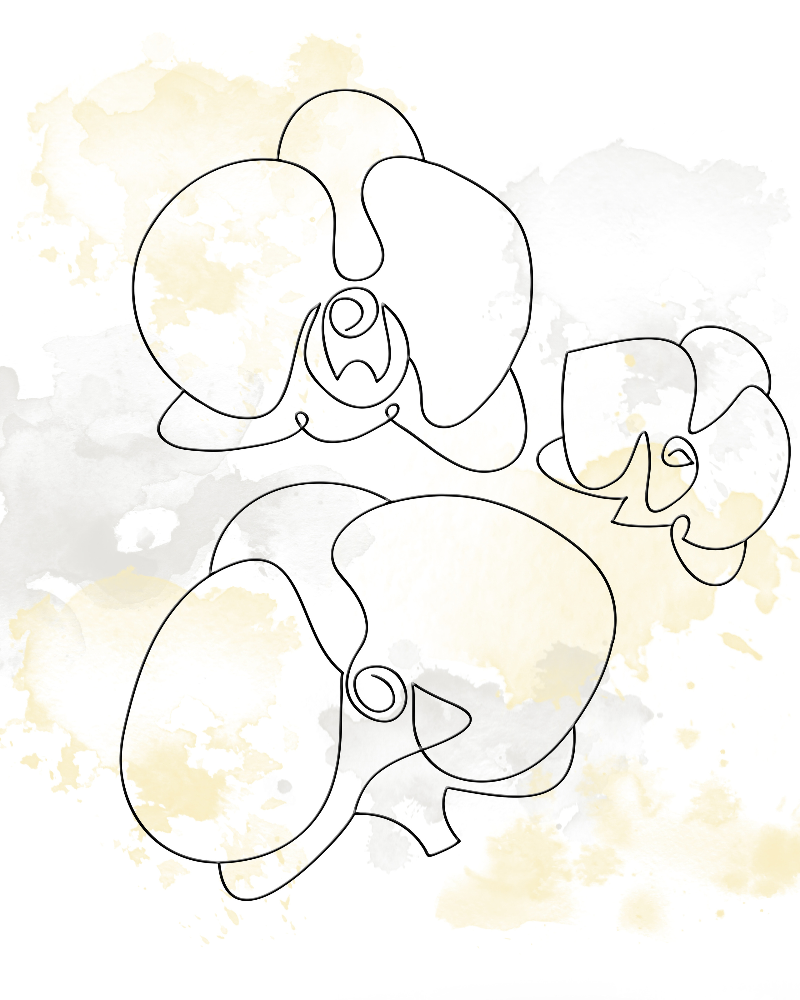Orchid