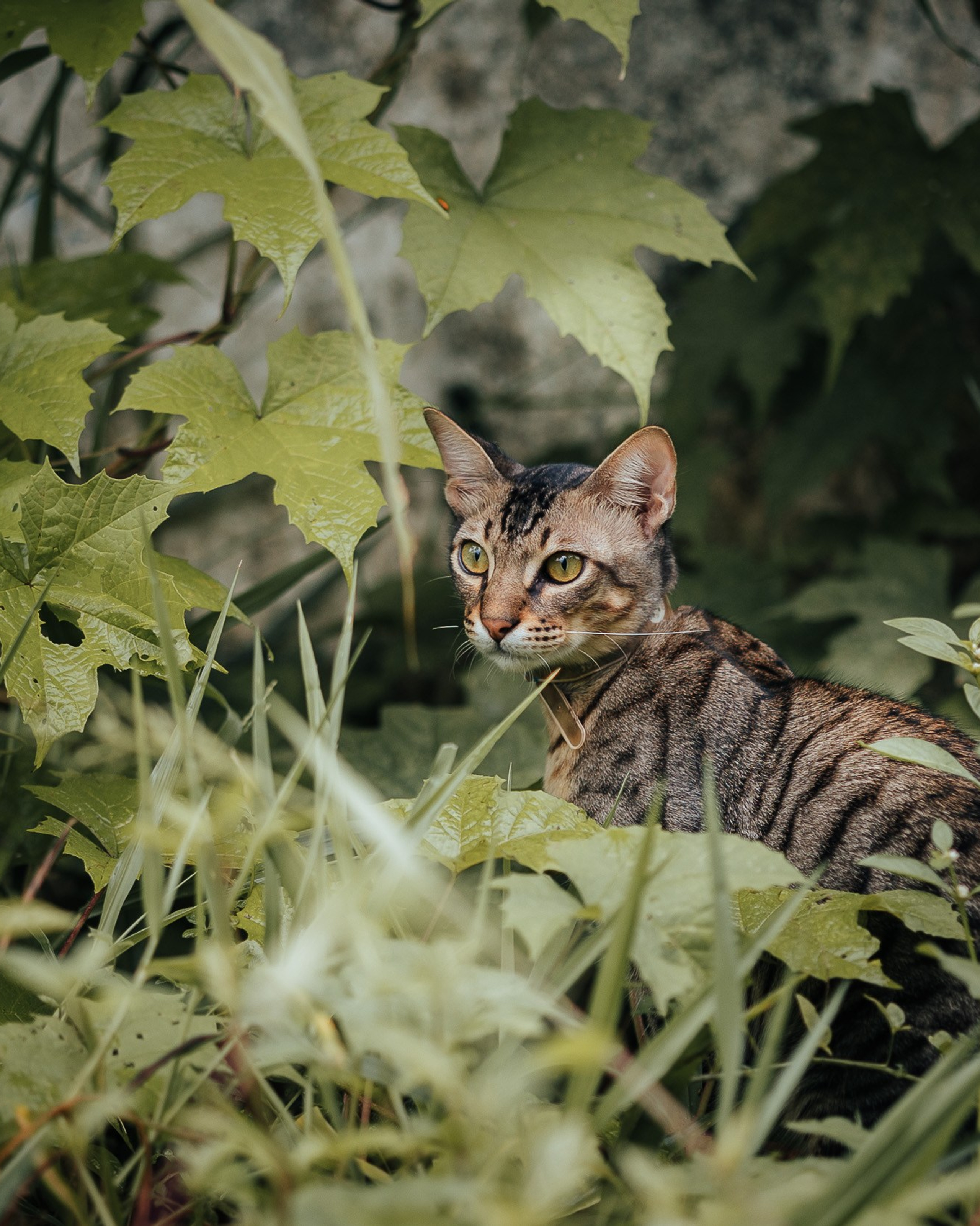 Pet photography