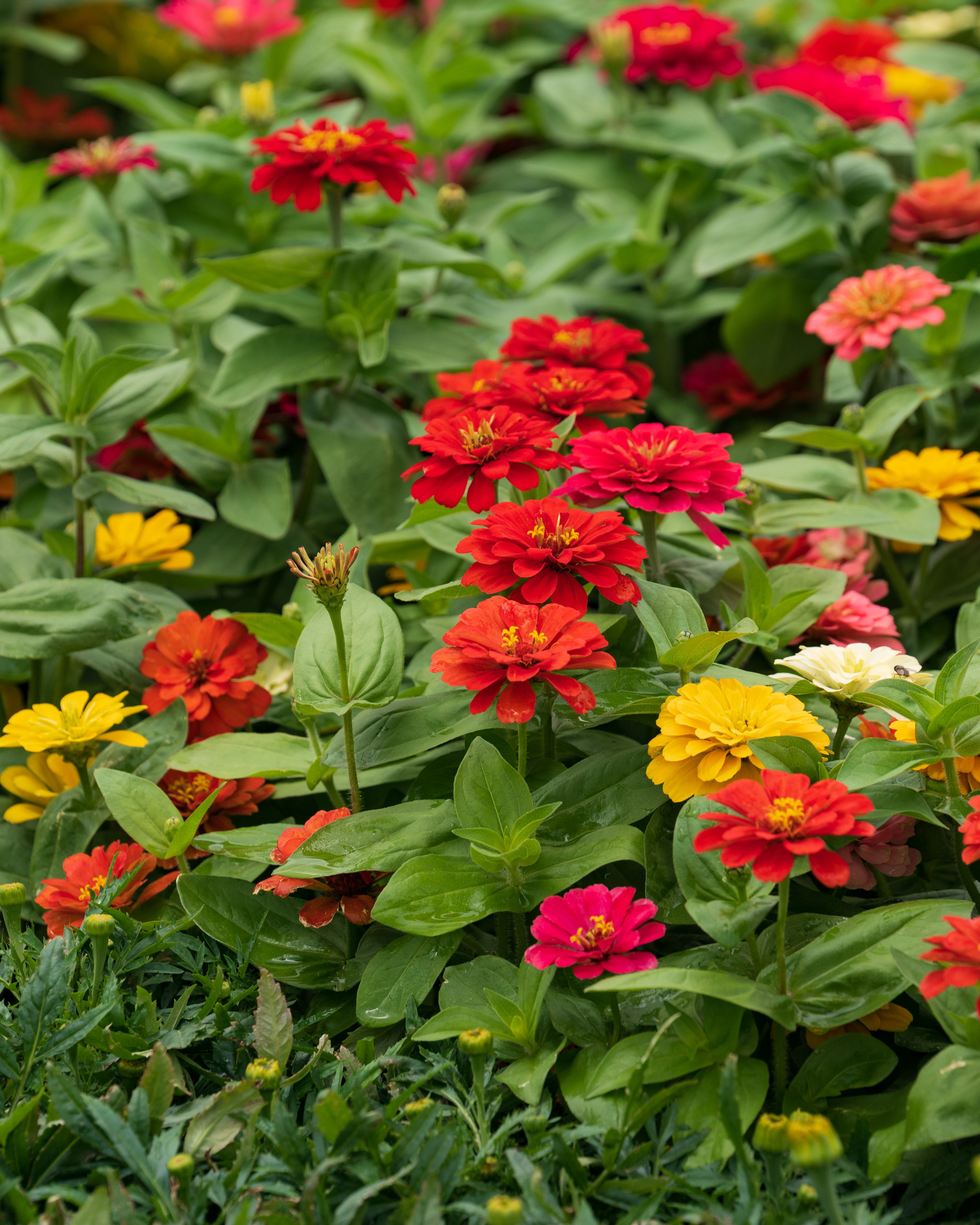 Tashkent Flower Fest