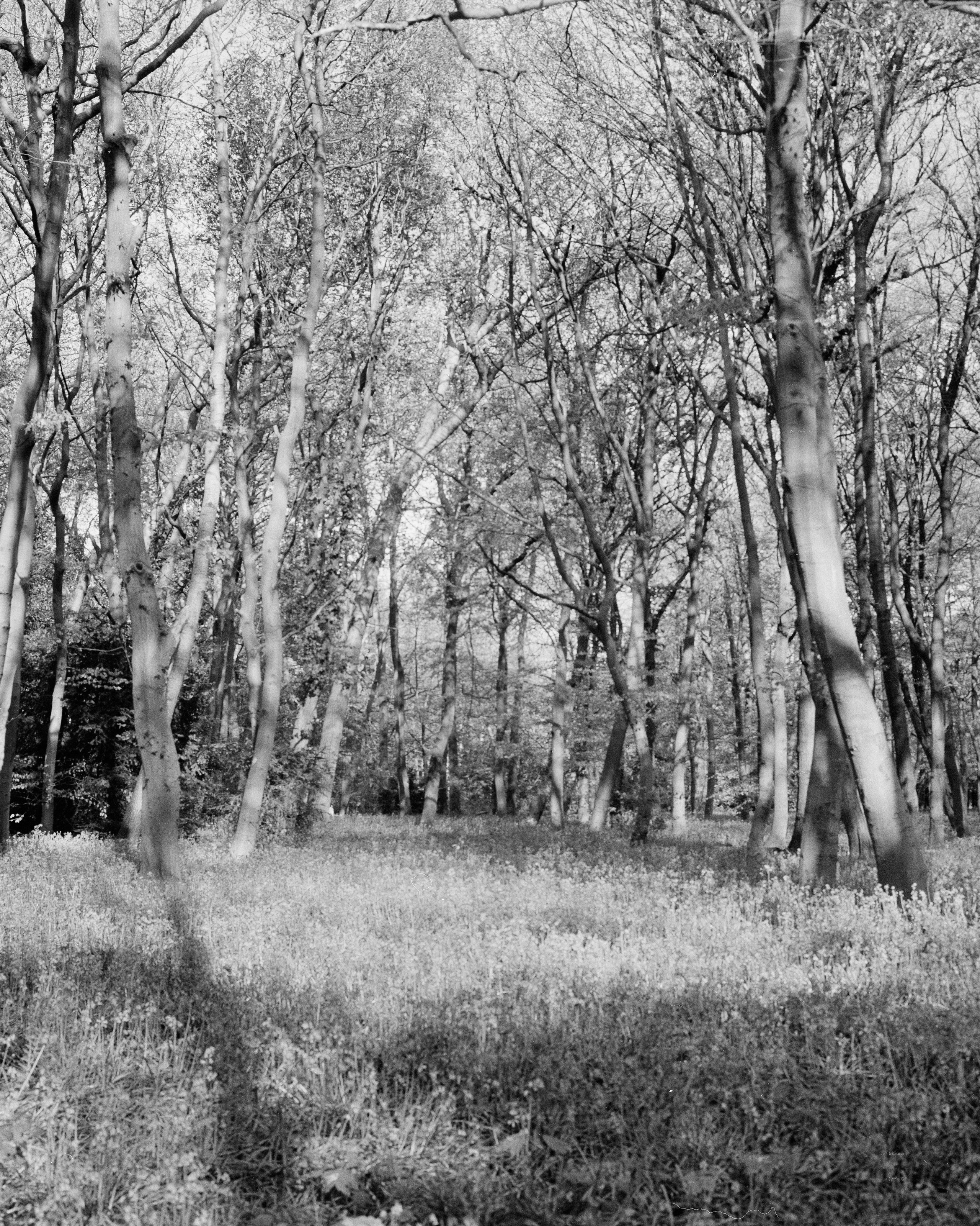 Forest As Archive