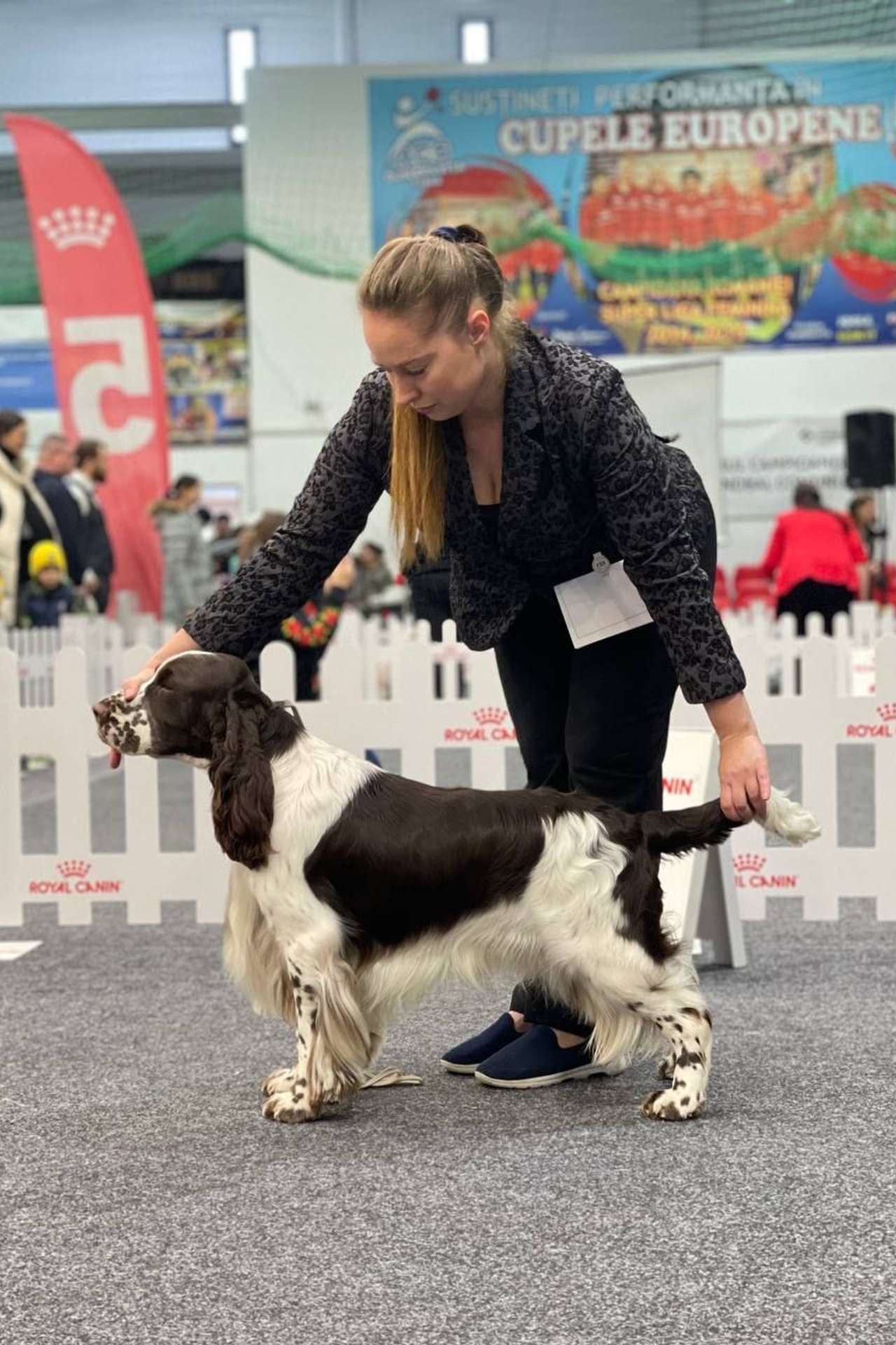 English Springer Spaniel show results WANDERLOVE JESSE JAMES. Website of the titled stud dog of the Springer Spaniel breed