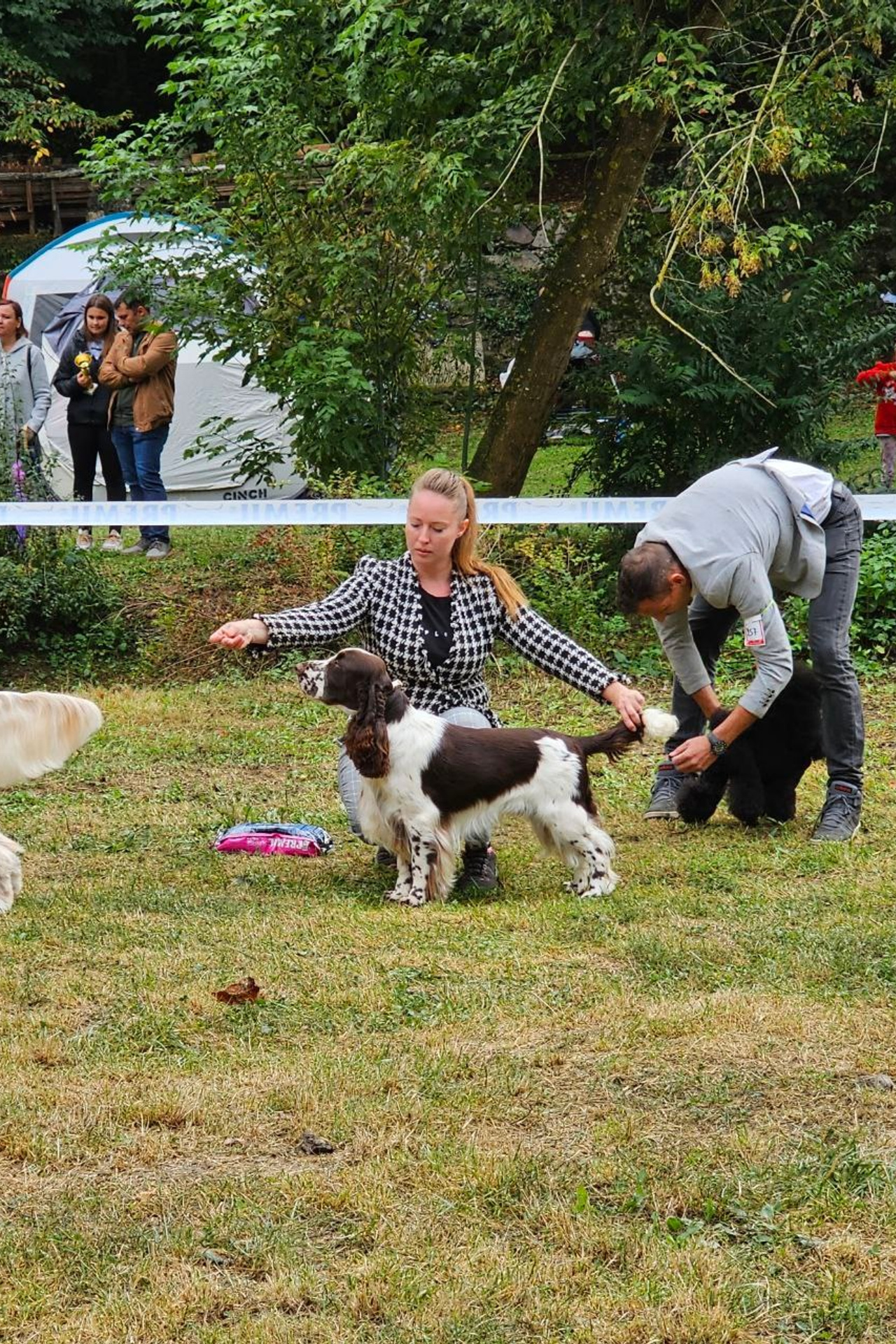 English Springer Spaniel show results WANDERLOVE JESSE JAMES. Website of the titled stud dog of the Springer Spaniel breed