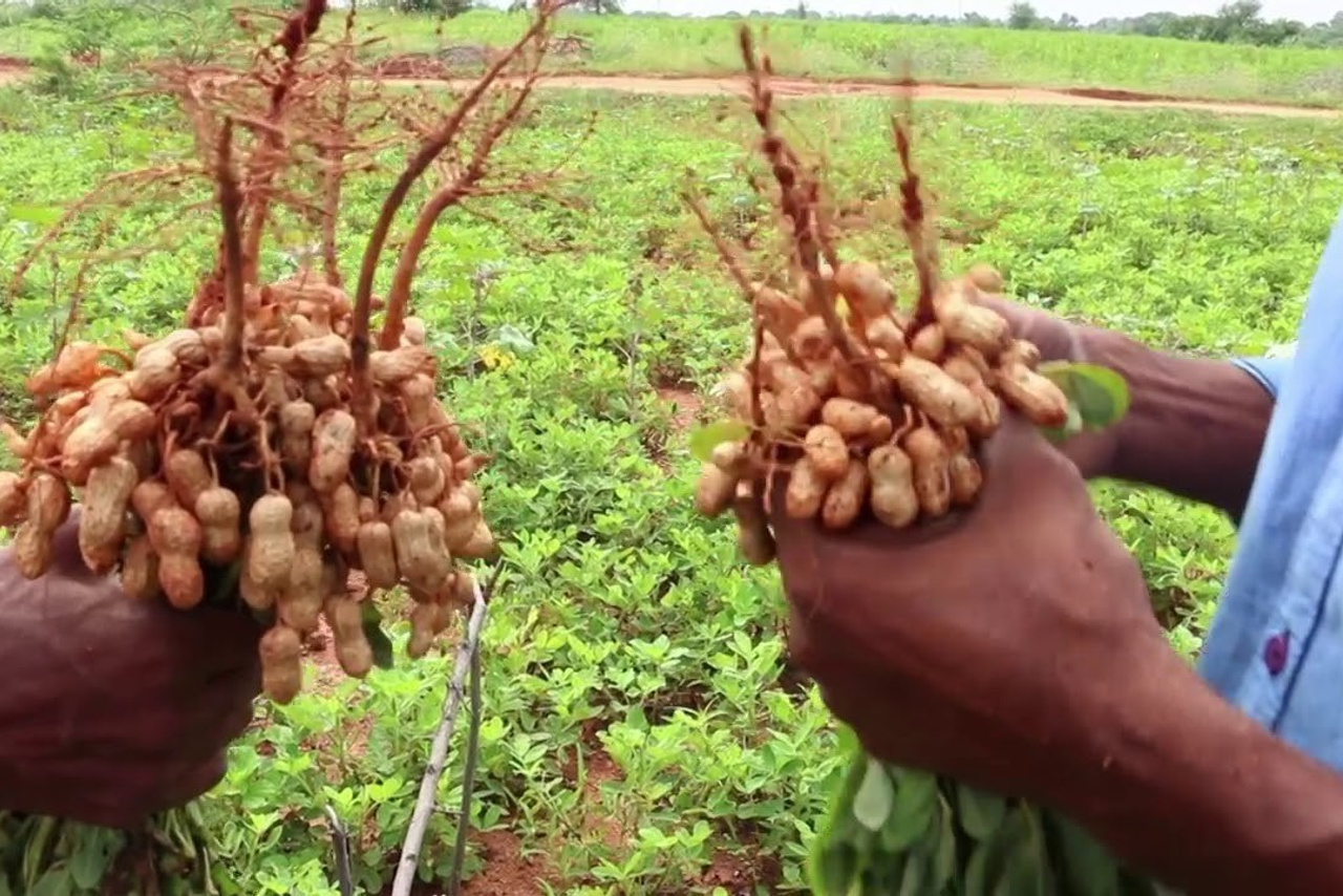 THE EFFECTS OF HUMIC ACID ON GRAFTED HASS AVOCADO. Boost Plant Growth with Organic Fertilizers: Our Effective Solution