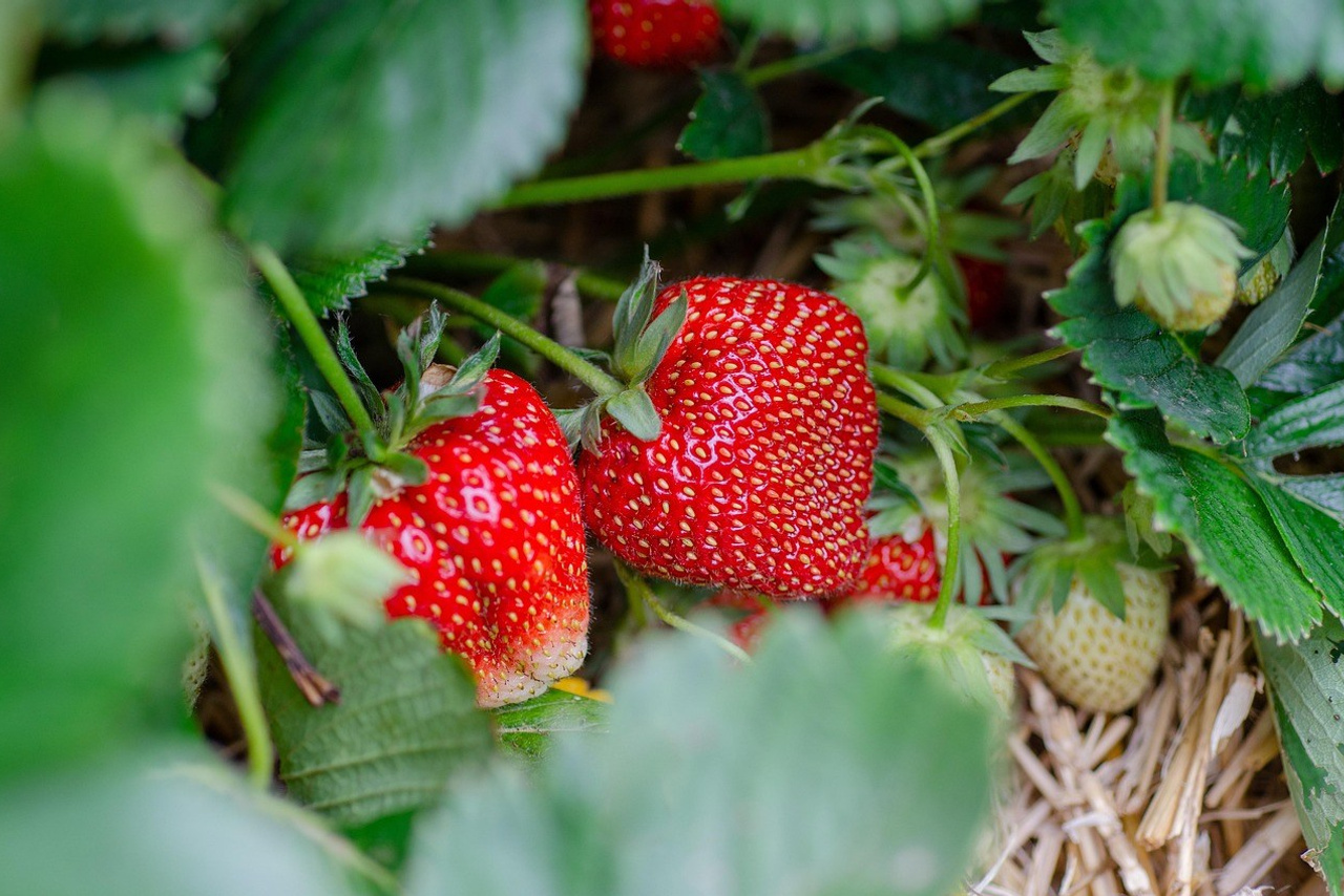 Organic — It’s Life. Boost Plant Growth with Organic Fertilizers: Our Effective Solution