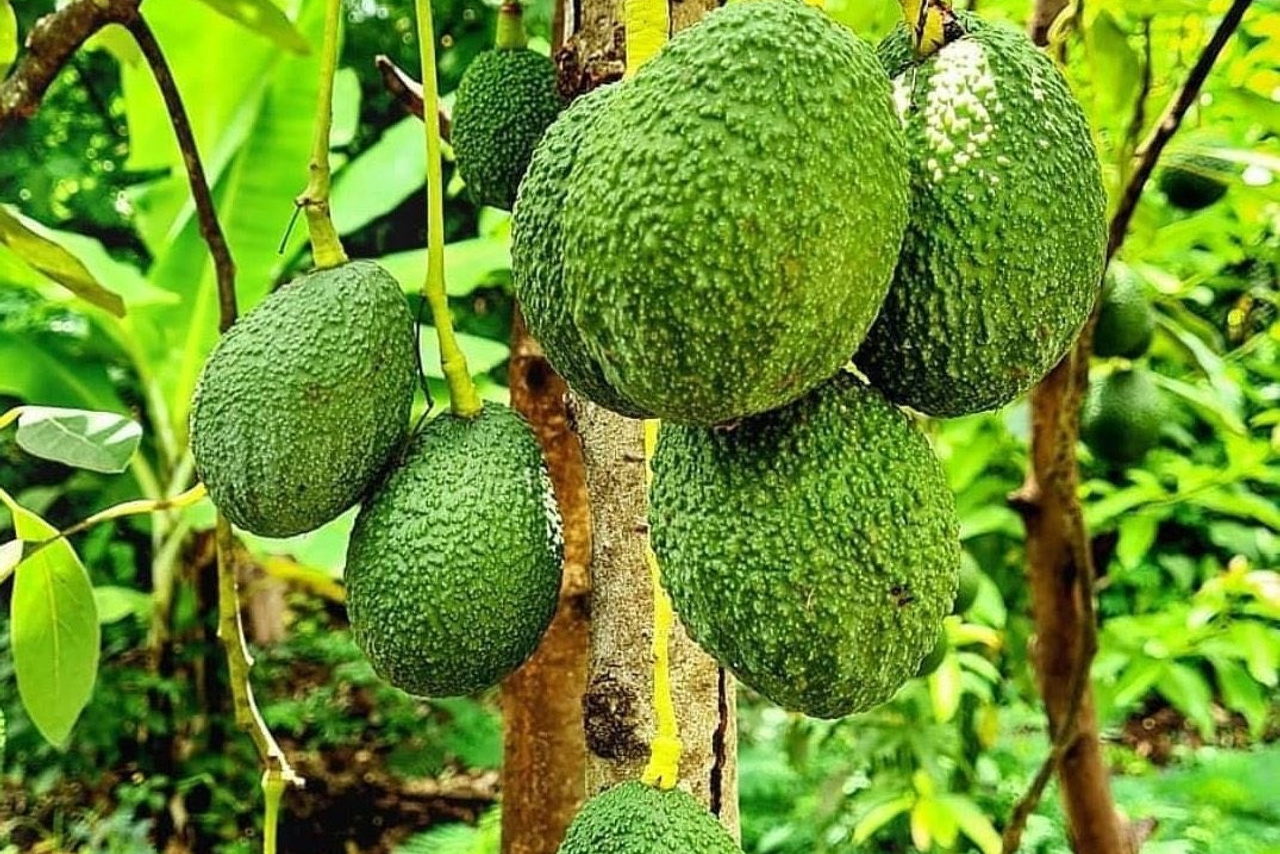 Grow Peat Organic Farming Training Crops and Sustainable Agriculture. Boost Plant Growth with Organic Fertilizers: Our Effective Solution