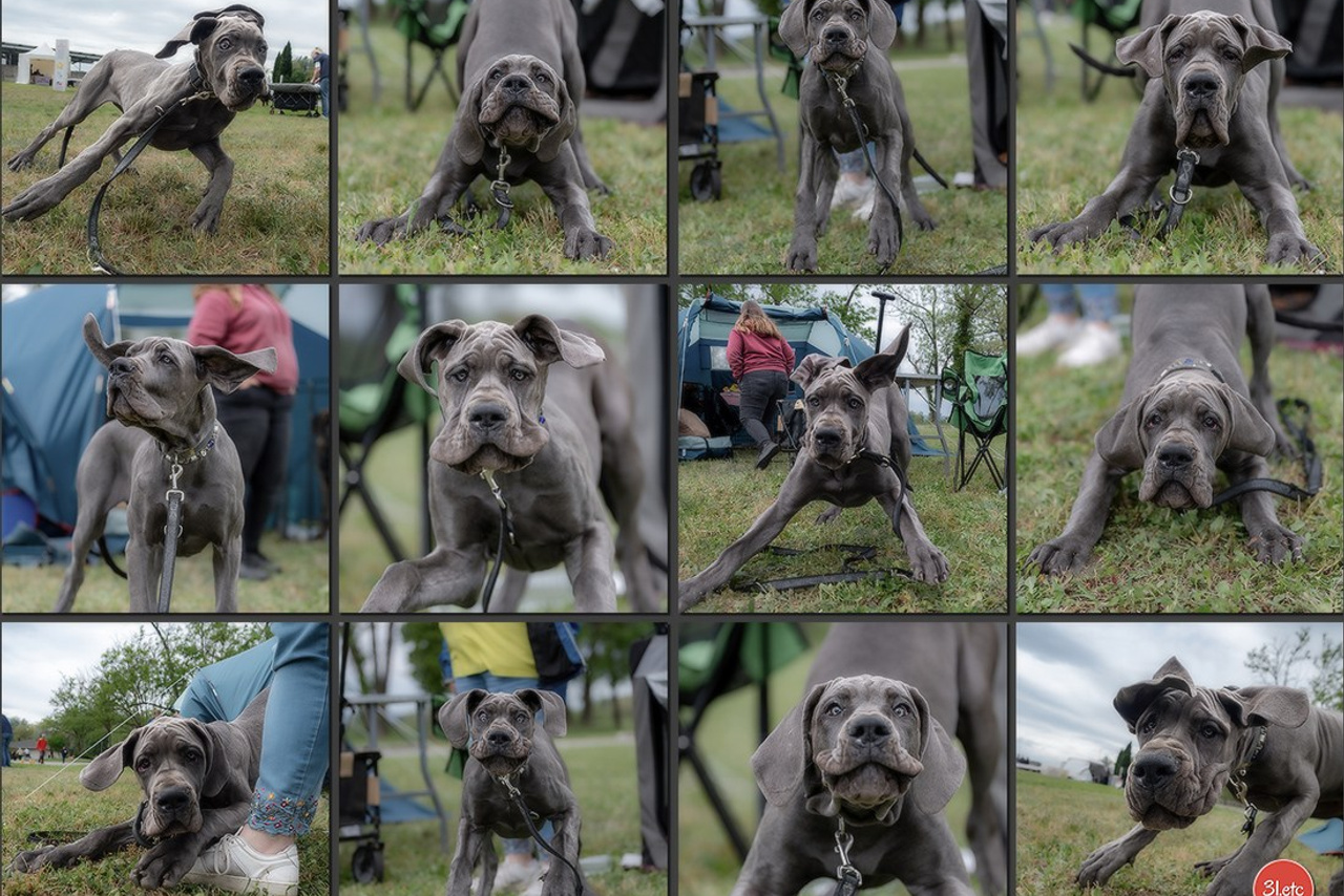 Photographe à Strasbourg | Les animaux, Portraits, Studio, Événements