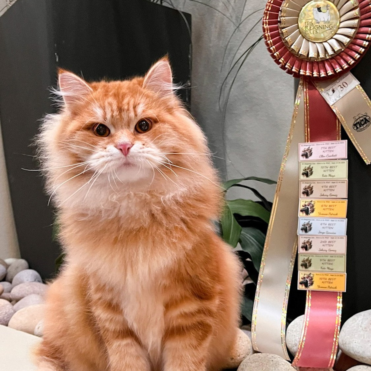 red siberian classic tabby kitten with a TICA show ribbon