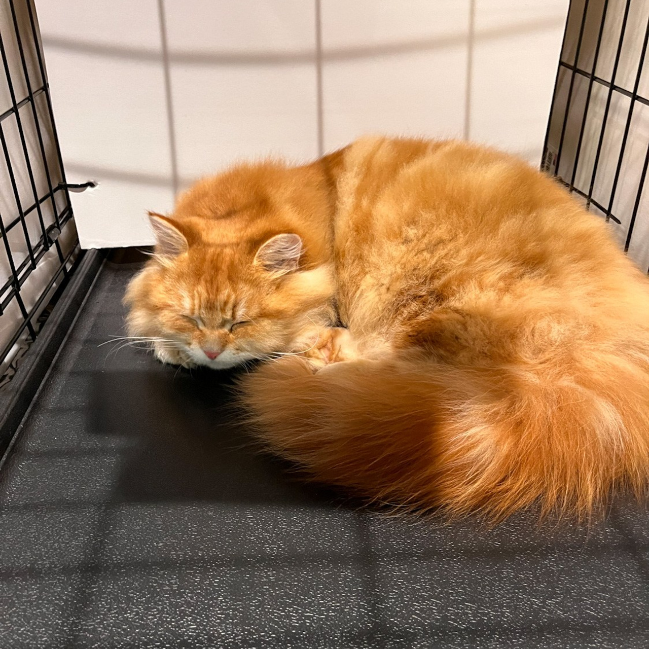 red tabby siberian kitten Astera Lastik relaxing after winning 8 finals at the Portland TICA cat show.