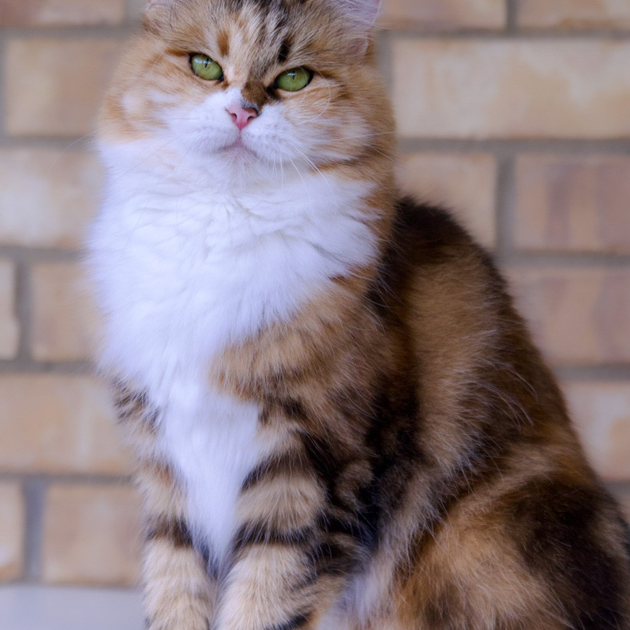 BasilicBlessing Mauna Loa. Astera Siberians |Hypoallergenic Kittens