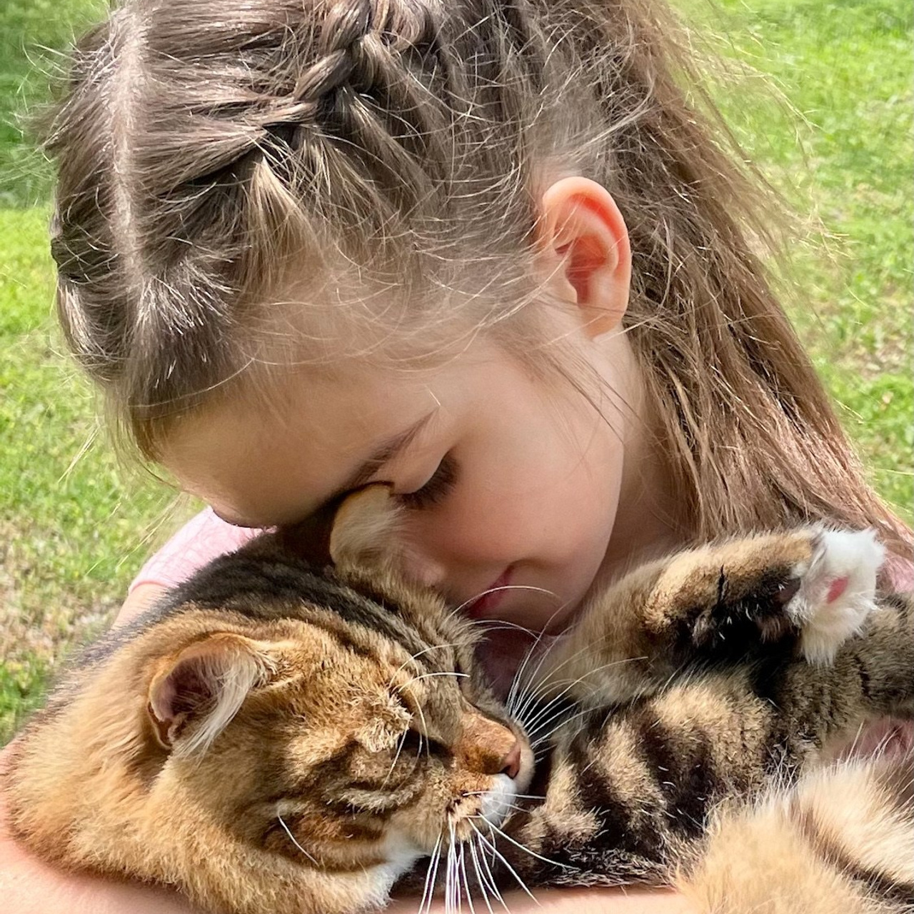 Young girl gently hugging brown tabby Siberian kitten - early socialization for well-adjusted, loving companions