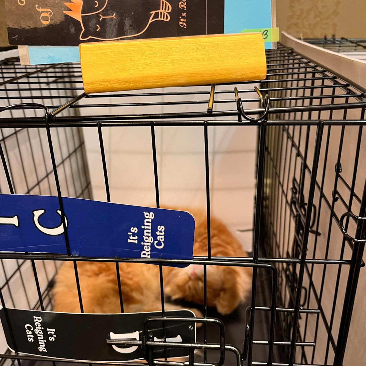 red tabby siberian kitten Astera Lastik sleeping in a show ring