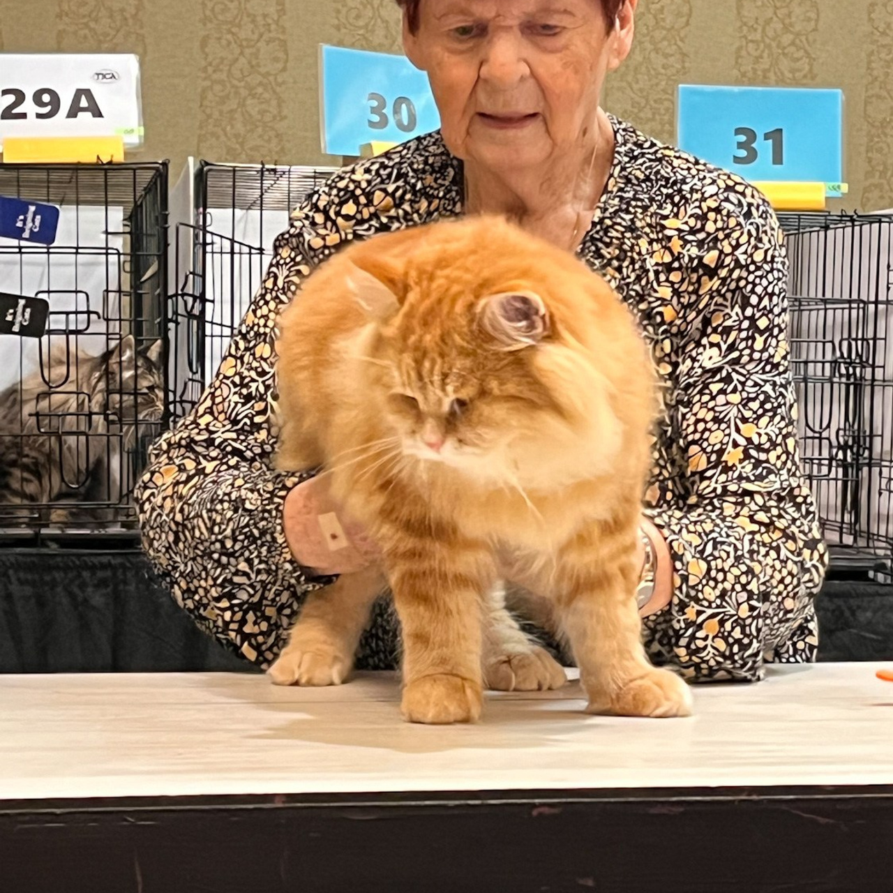 red classic tabby siberian kitten being judged at TICA show in Portland