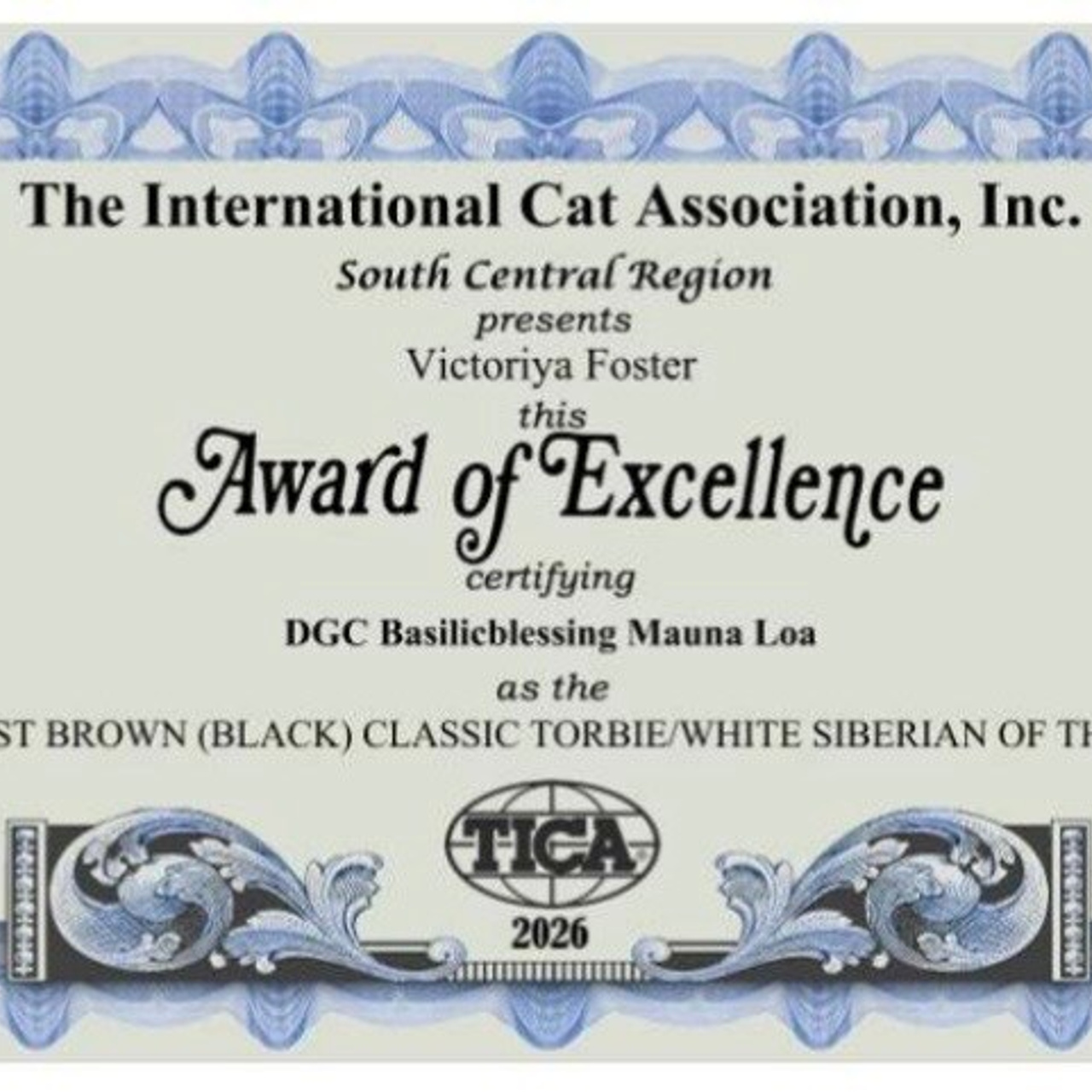 BasilicBlessing Mauna Loa. Astera Siberians |Hypoallergenic Kittens