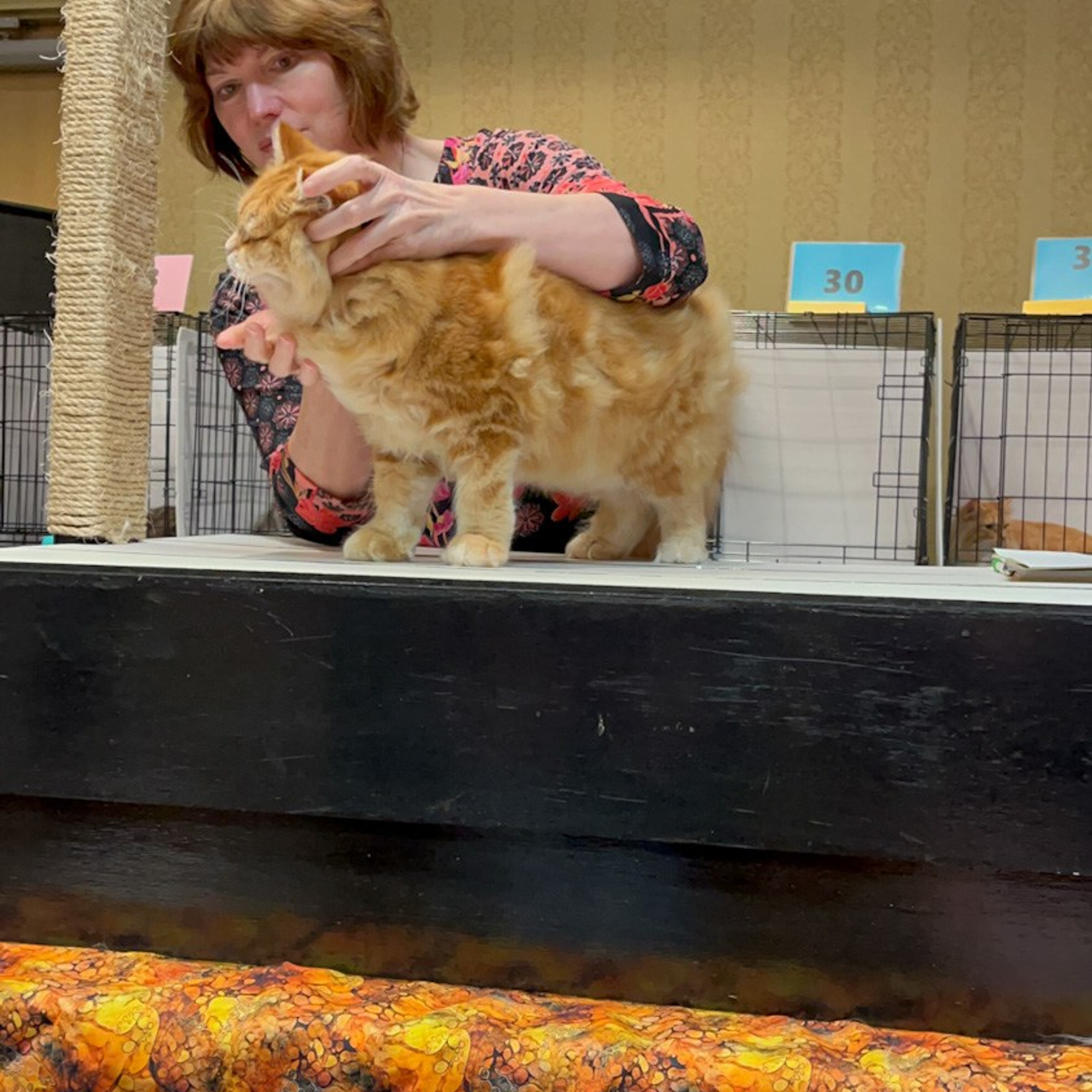 siberian kitten Astera Lastik at the cat show in Portland Oregon