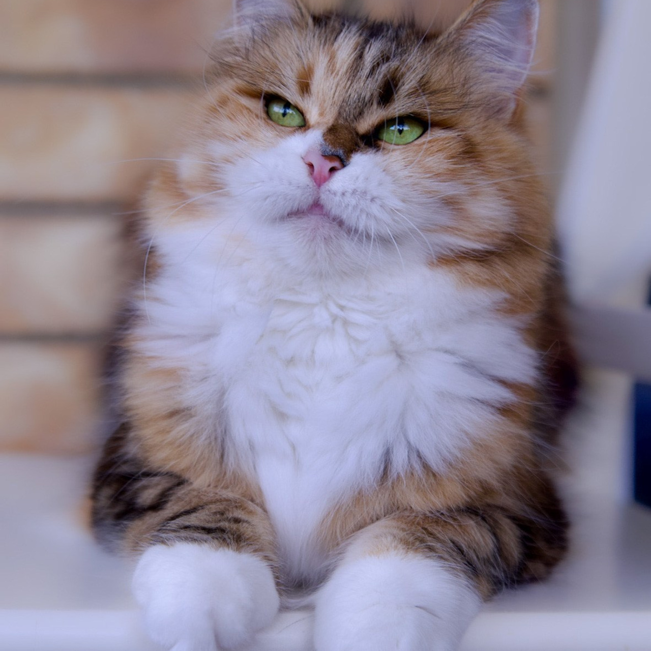 BasilicBlessing Mauna Loa. Astera Siberians |Hypoallergenic Kittens