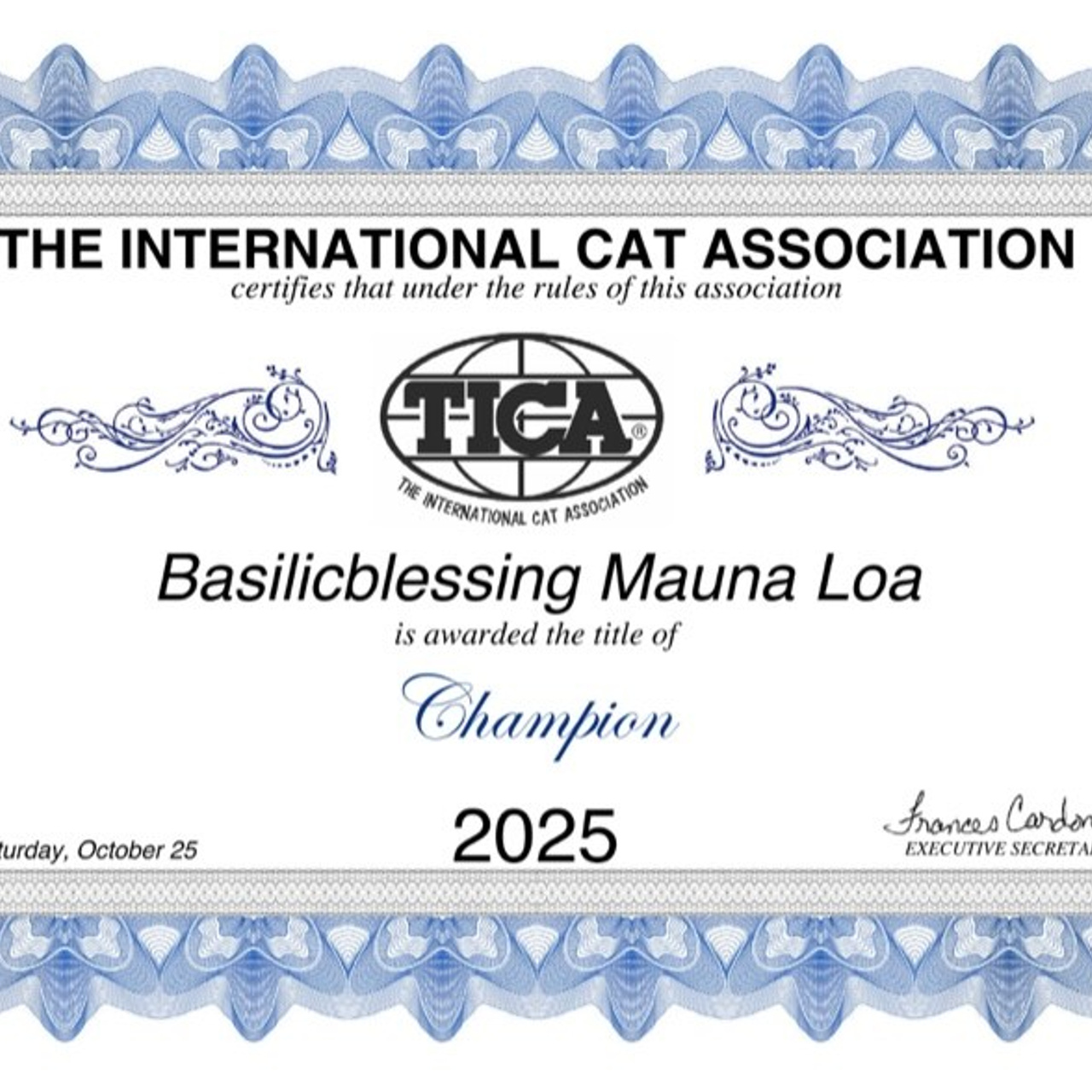 Basilic Blessing Mauna Loa TICA champion certificate
