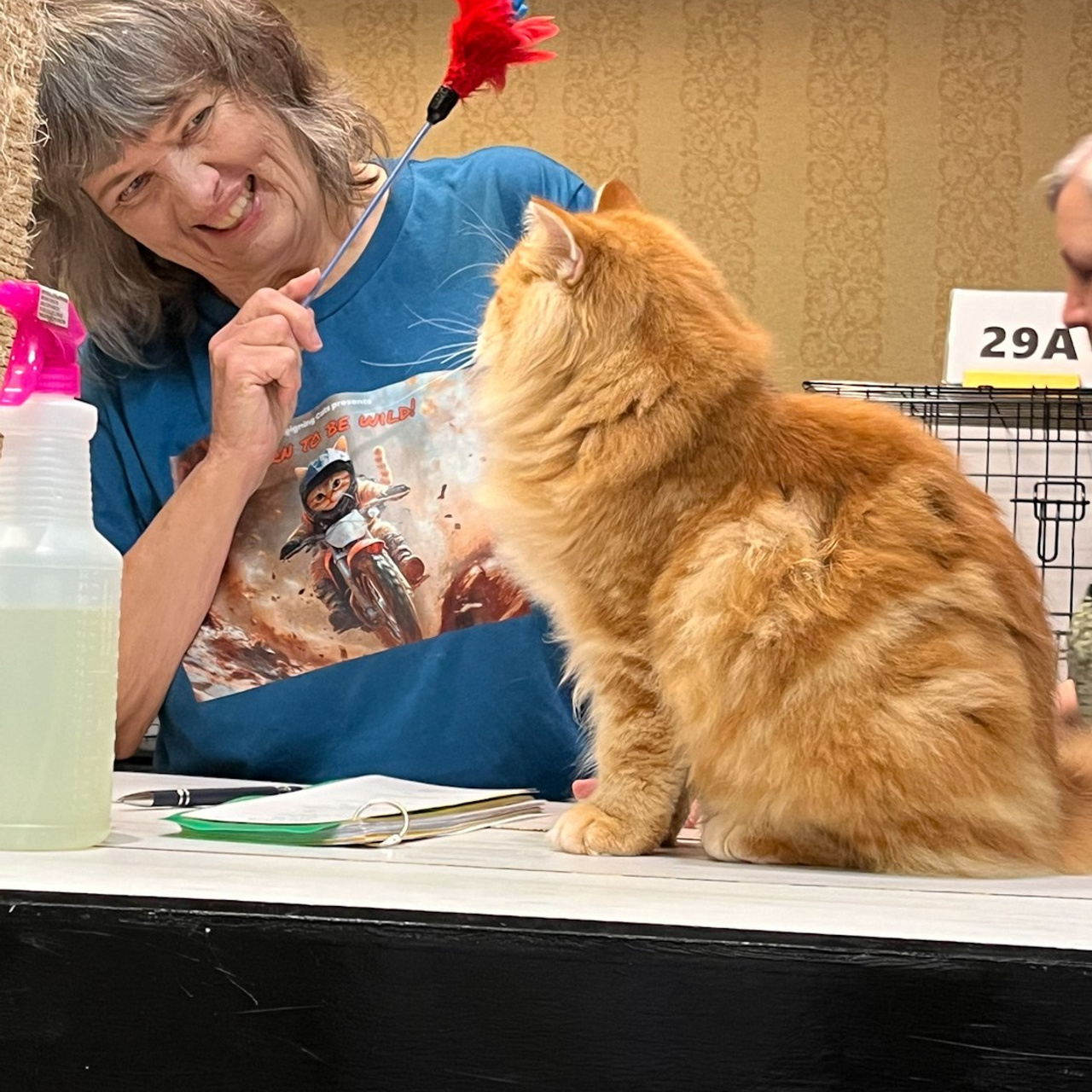 red tabby fluffy siberian kitten at the show ring