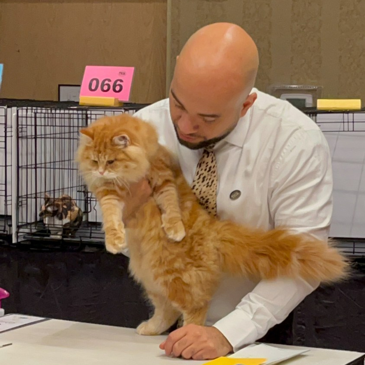 red tabby siberian kitten with a TICA judge