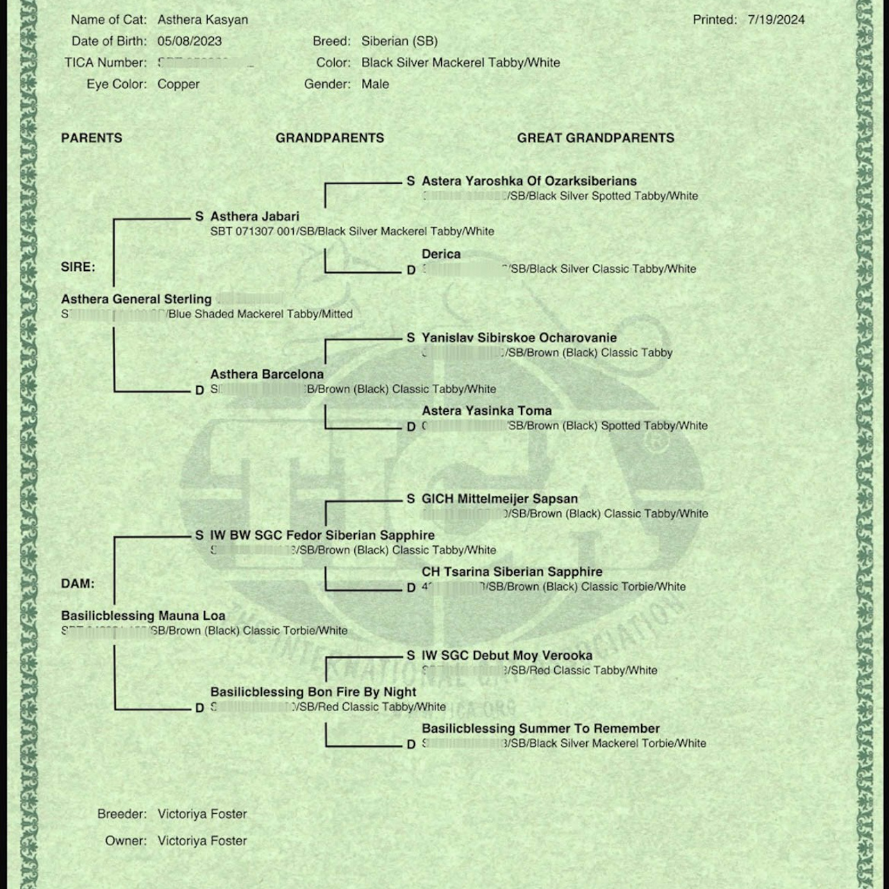 Astera Kasyan | Photo Album of Siberian Male Cat. Astera Siberians |Hypoallergenic Kittens