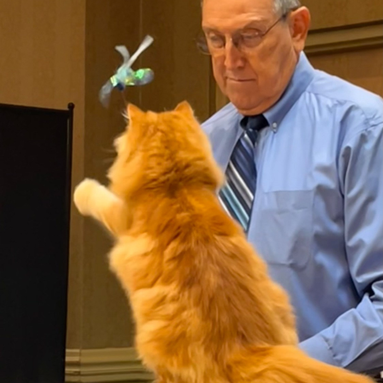 red siberian kitten playing with a TICA judge