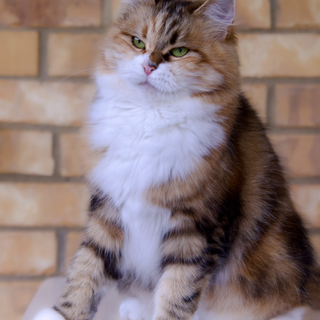 BasilicBlessing Mauna Loa. Astera Siberians |Hypoallergenic Kittens