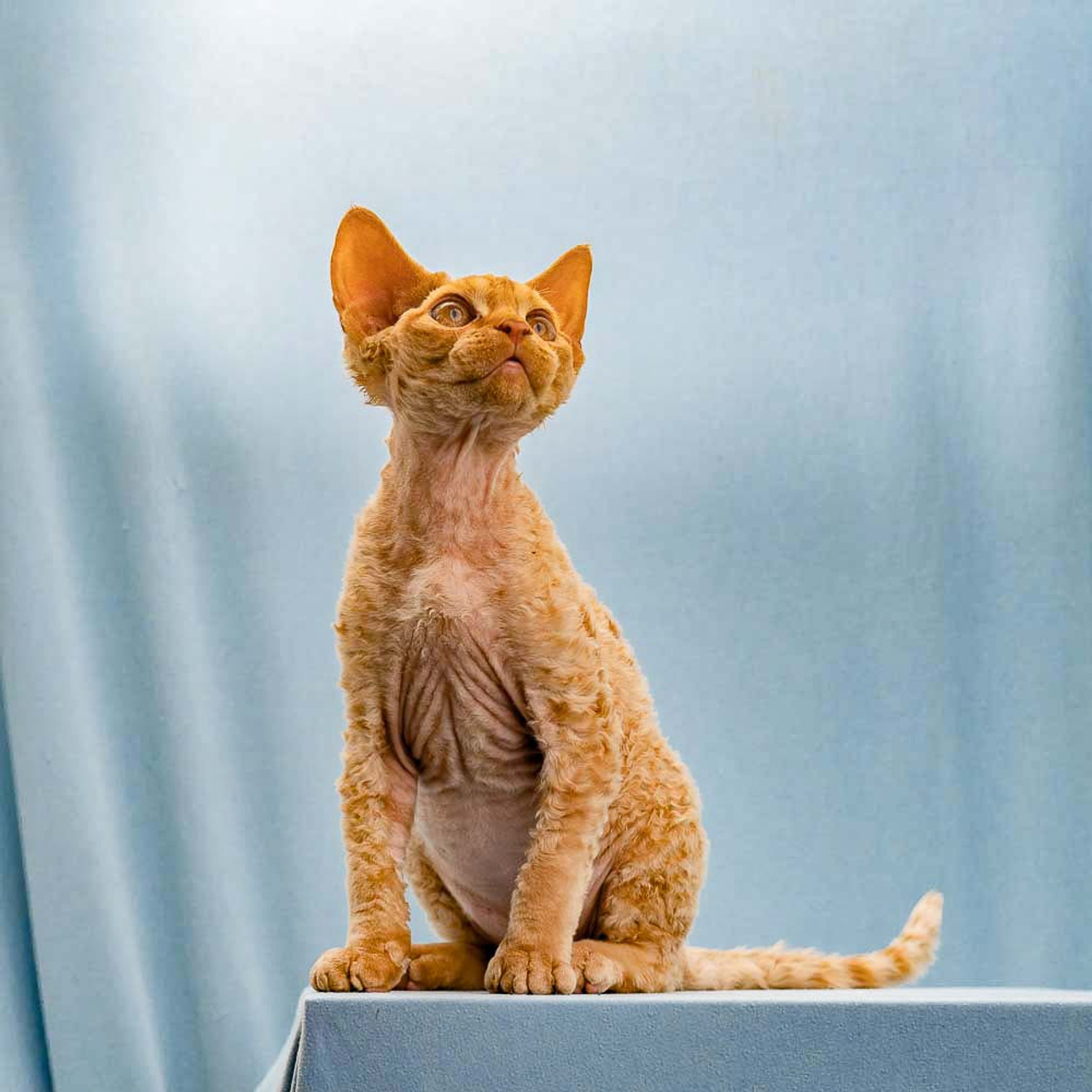 Herbert, Boy, born on 02.01.23, SOLD. Devon Rex Pixie Cattery