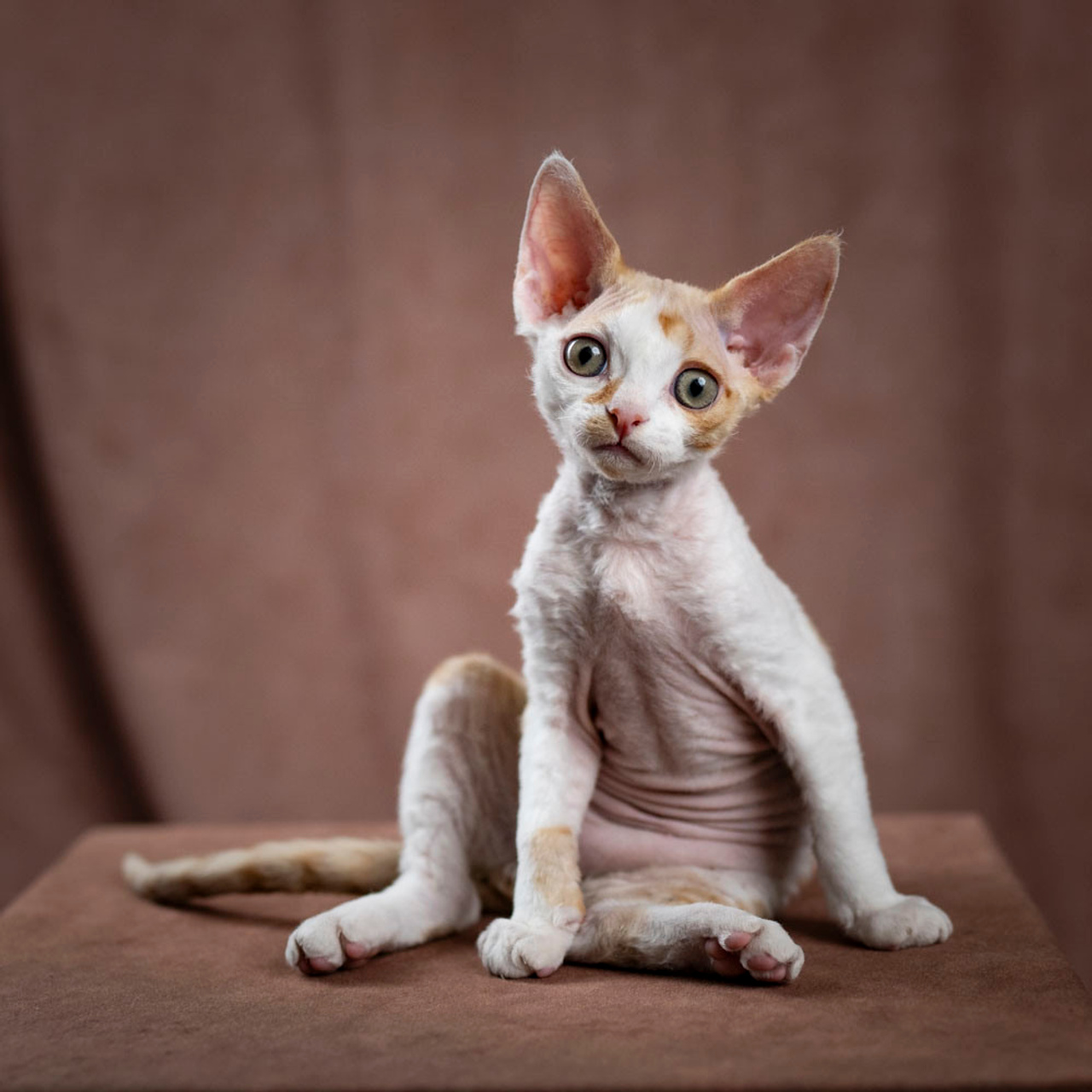 Bonnie, Boy, born on 29.07.23, SOLD