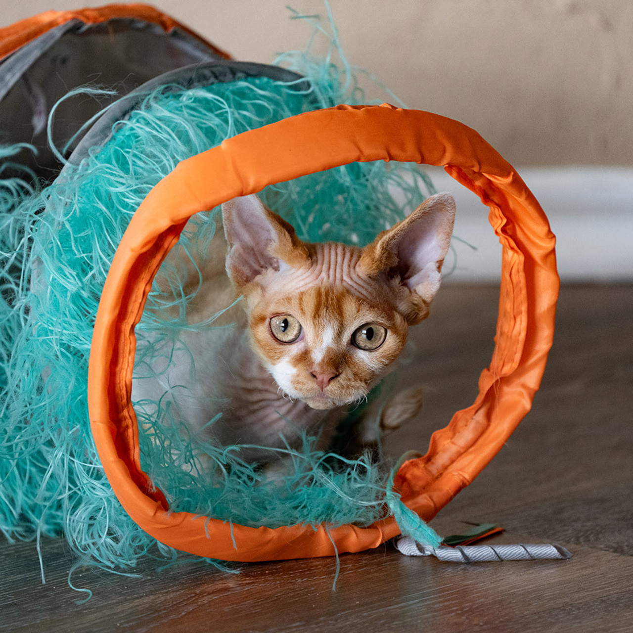 Homer, Boy, born on 02.01.23, SOLD. Devon Rex Pixie Cattery