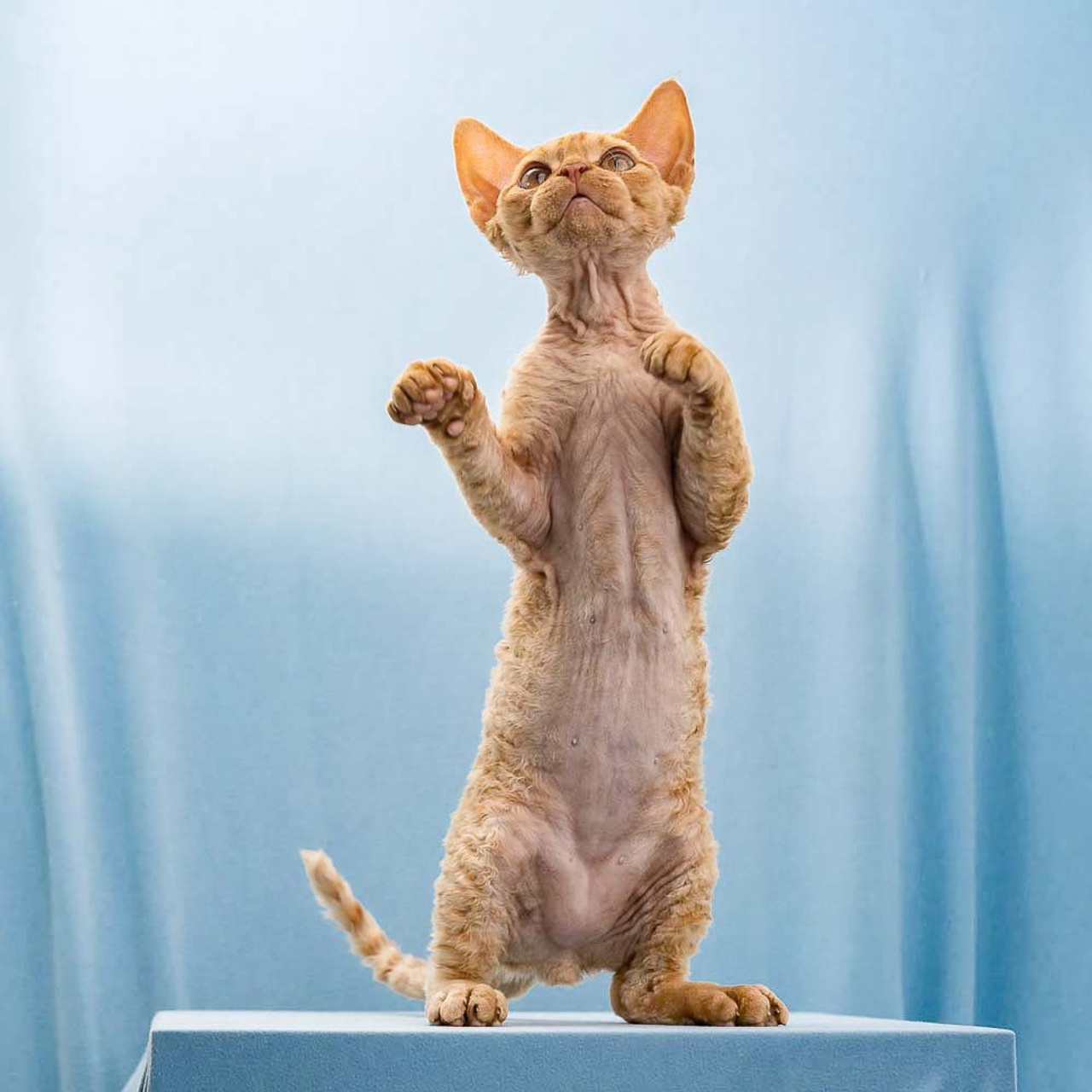 Herbert, Boy, born on 02.01.23, SOLD. Devon Rex Pixie Cattery