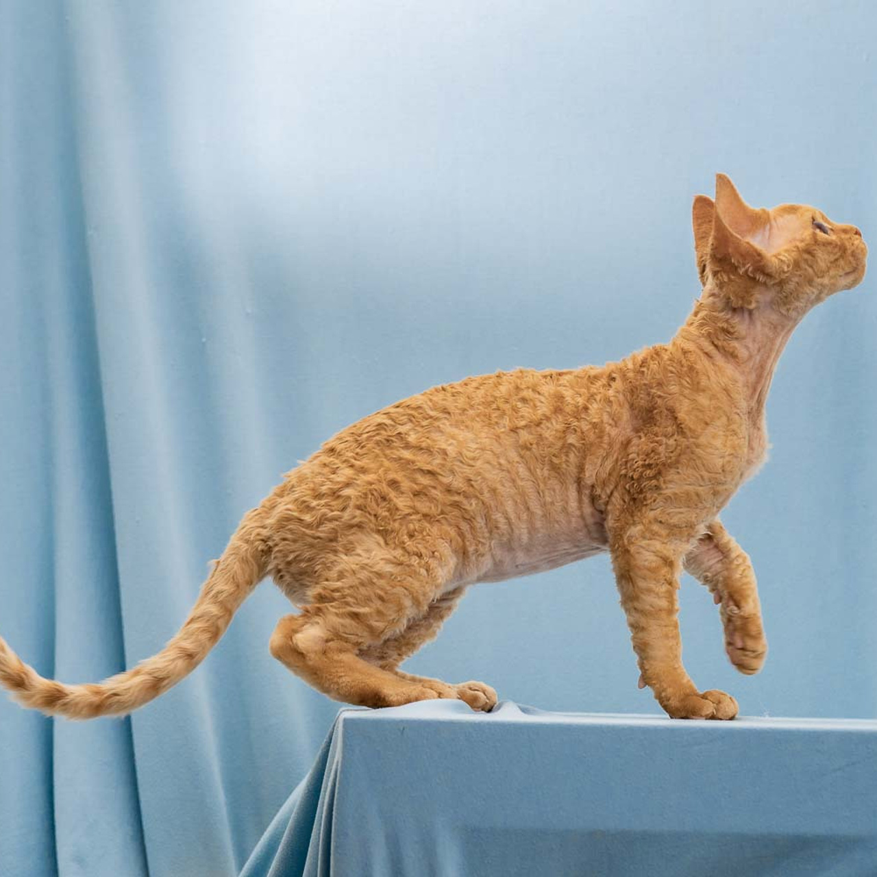 Herbert, Boy, born on 02.01.23, SOLD. Devon Rex Pixie Cattery