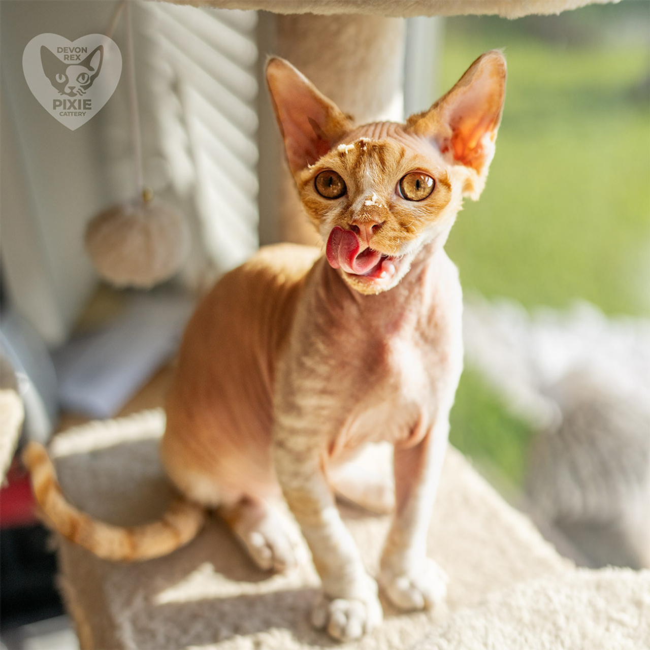 Homer, Boy, born on 02.01.23, SOLD. Devon Rex Pixie Cattery